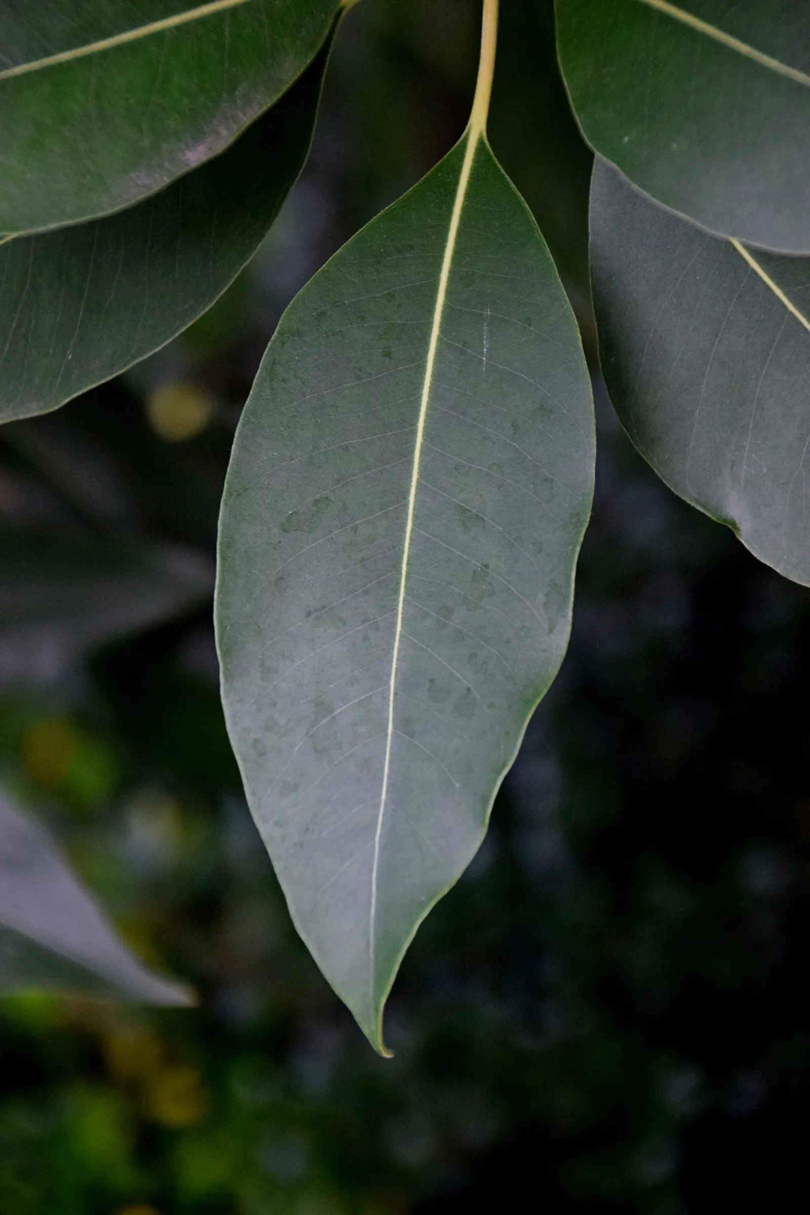 Brisbane Box (Lophostemon Confertus) — Adaptable to various soil types, it thrives in full sun and provides excellent shade; small white flowers bloom in