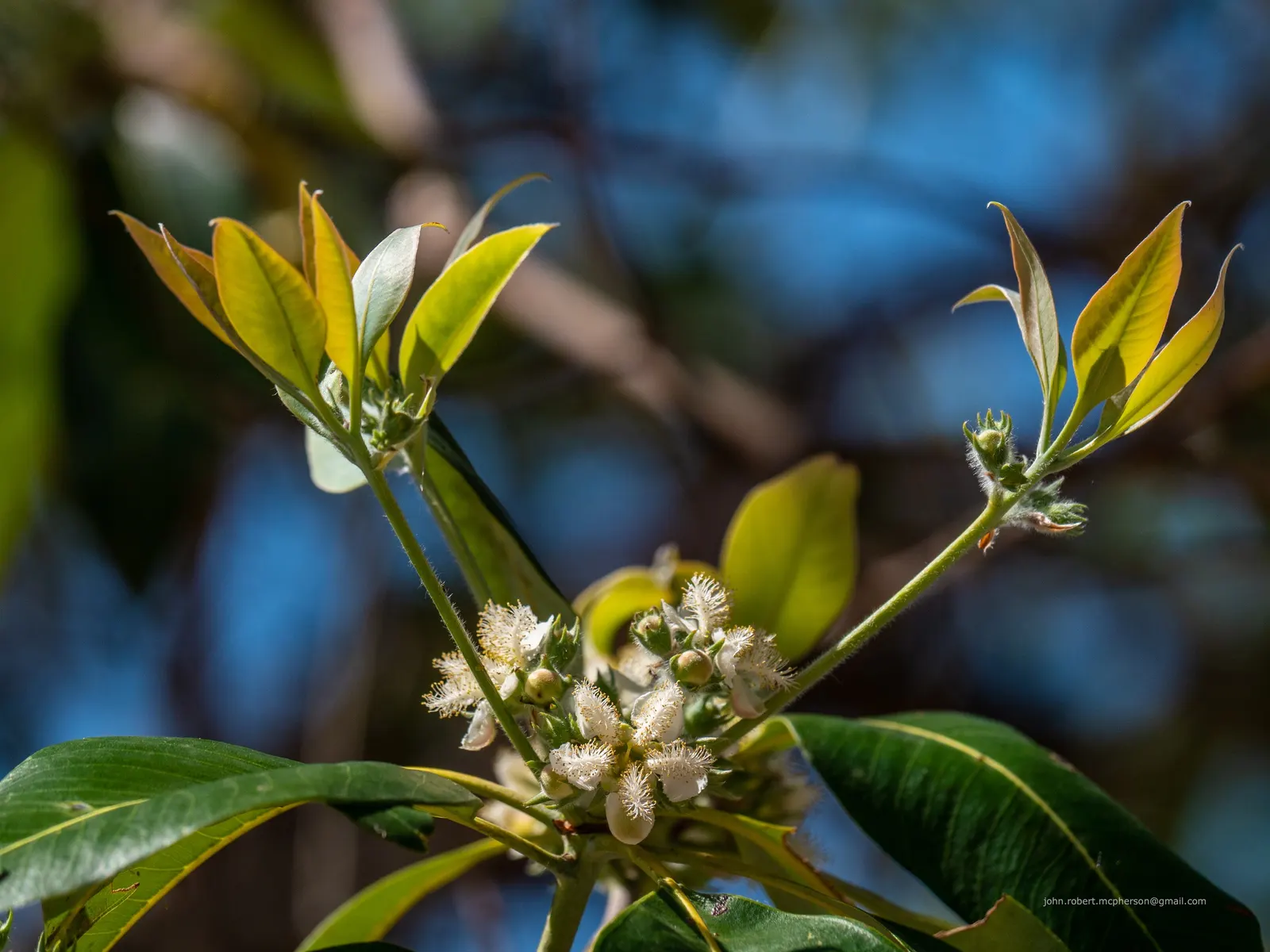 Brisbane Box (Lophostemon Confertus) — consider the Brisbane Box for its exceptional tolerance to urban pollution and its compact root system, image 77