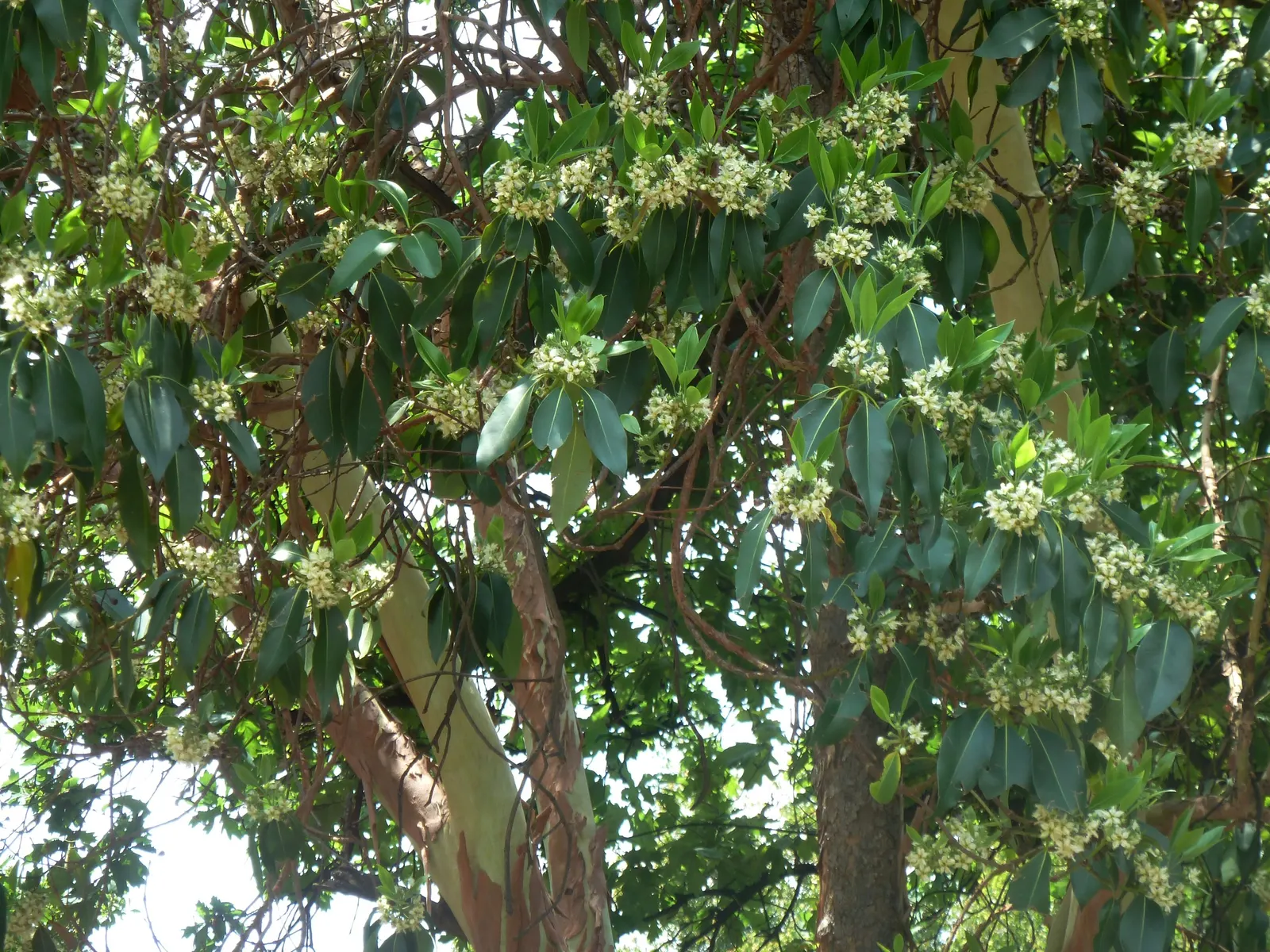 Brisbane Box (Lophostemon Confertus) — Small white flowers bloom in summer, followed by non-messy, decorative capsules; although it can tolerate partial shade