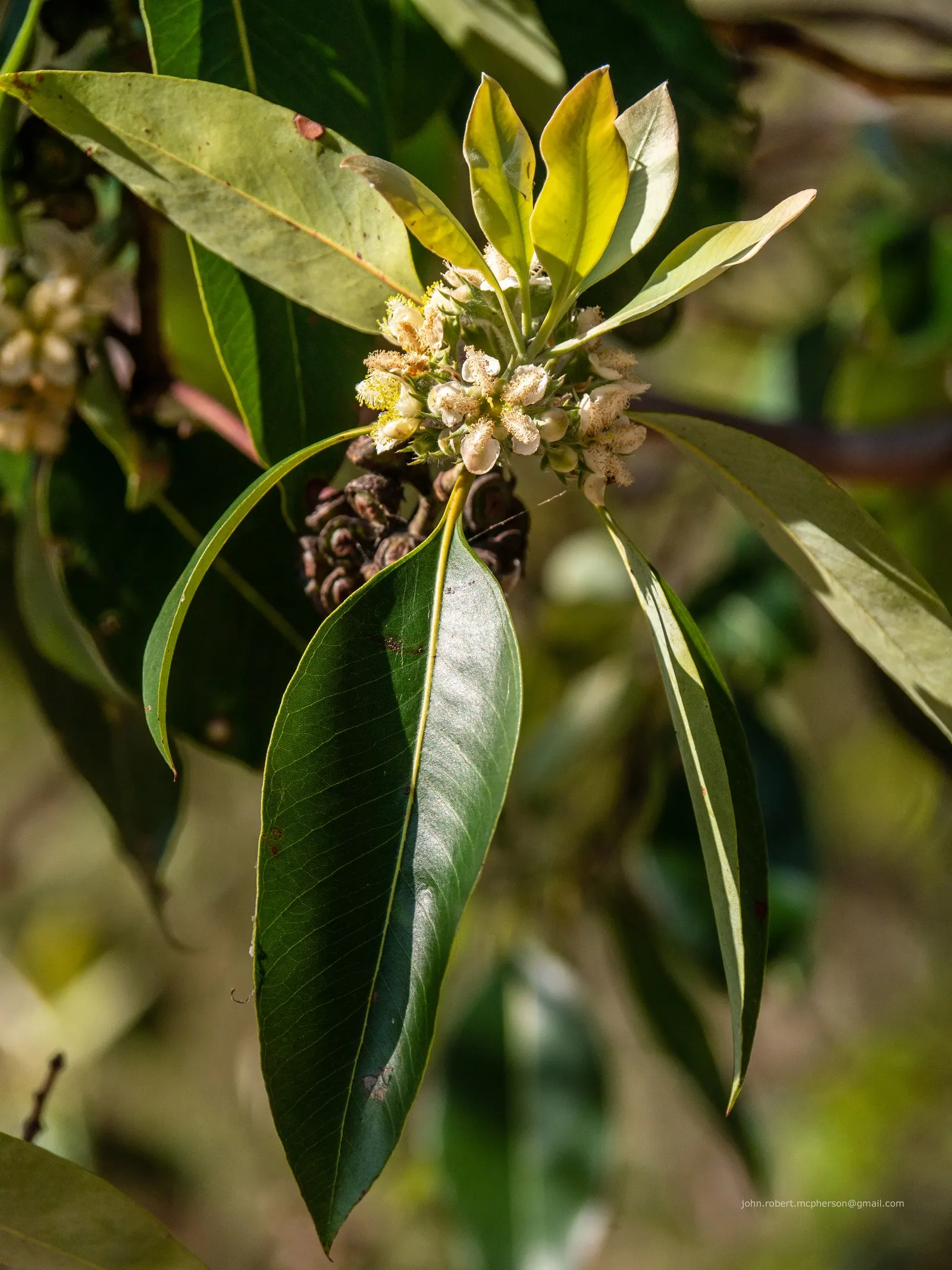 Brisbane Box (Lophostemon Confertus) — provide this noble tree with full sun exposure; although it can tolerate partial shade, image 80