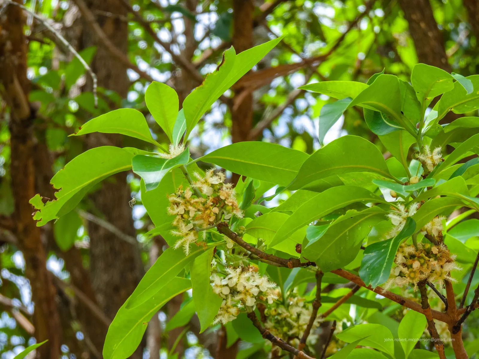 Brisbane Box (Lophostemon Confertus) — It features a columnar to pyramidal shape; small white flowers bloom in summer, followed by non-messy, image 65