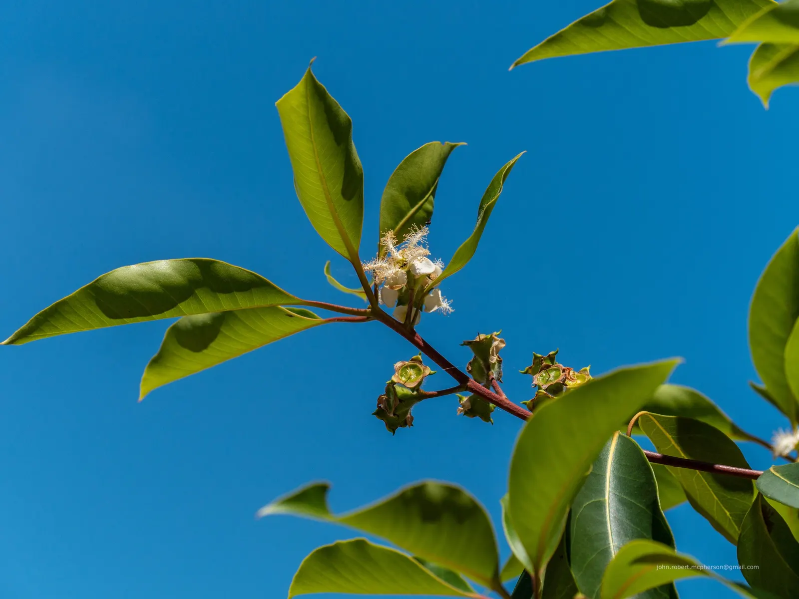 Brisbane Box (Lophostemon Confertus) — tree with white blooms; enhancing the sensory experience of any garden