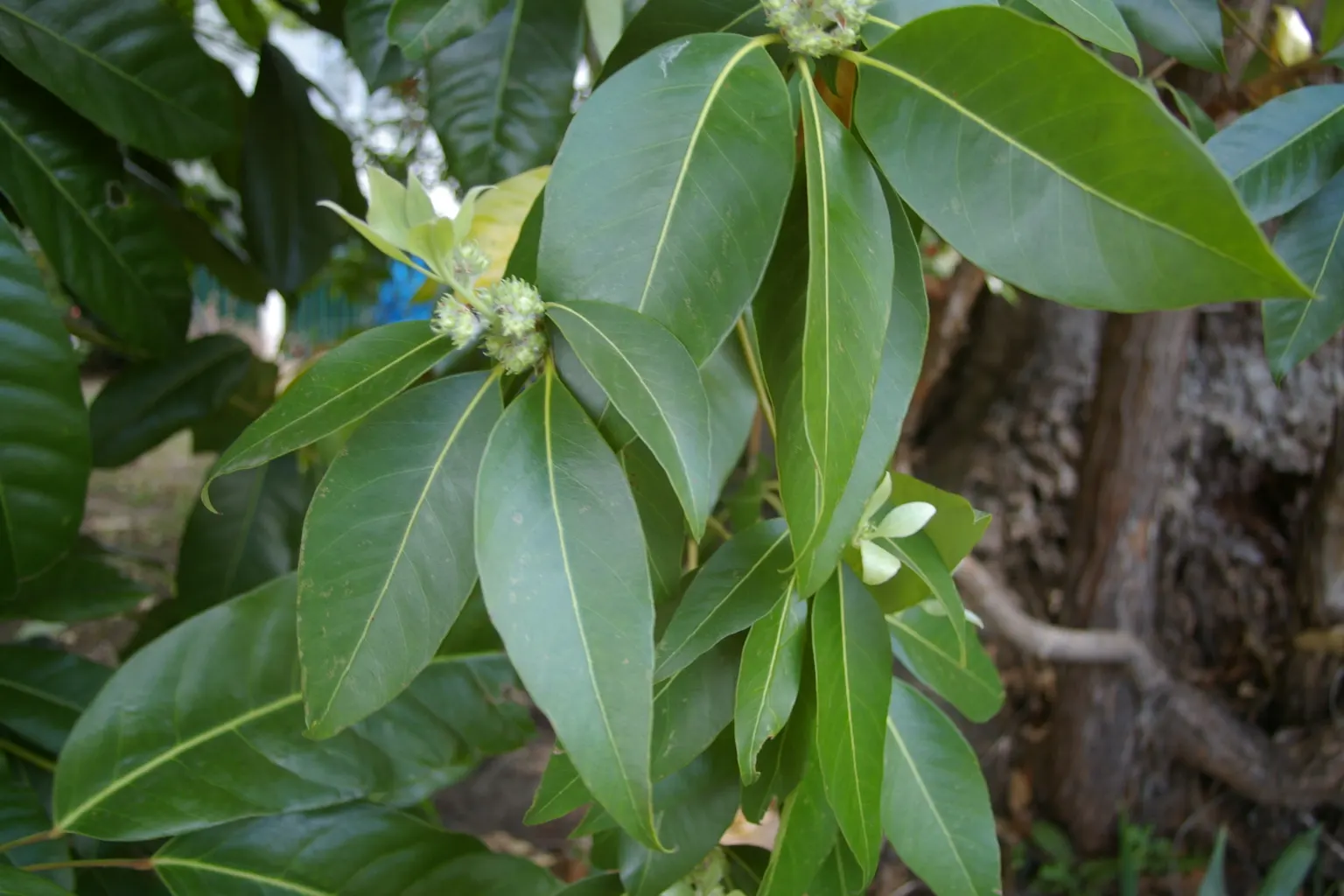 Brisbane Box (Lophostemon Confertus) — Hardy and drought-resistant, it's ideal for urban environments; this adaptability makes it a prime choice for avenues