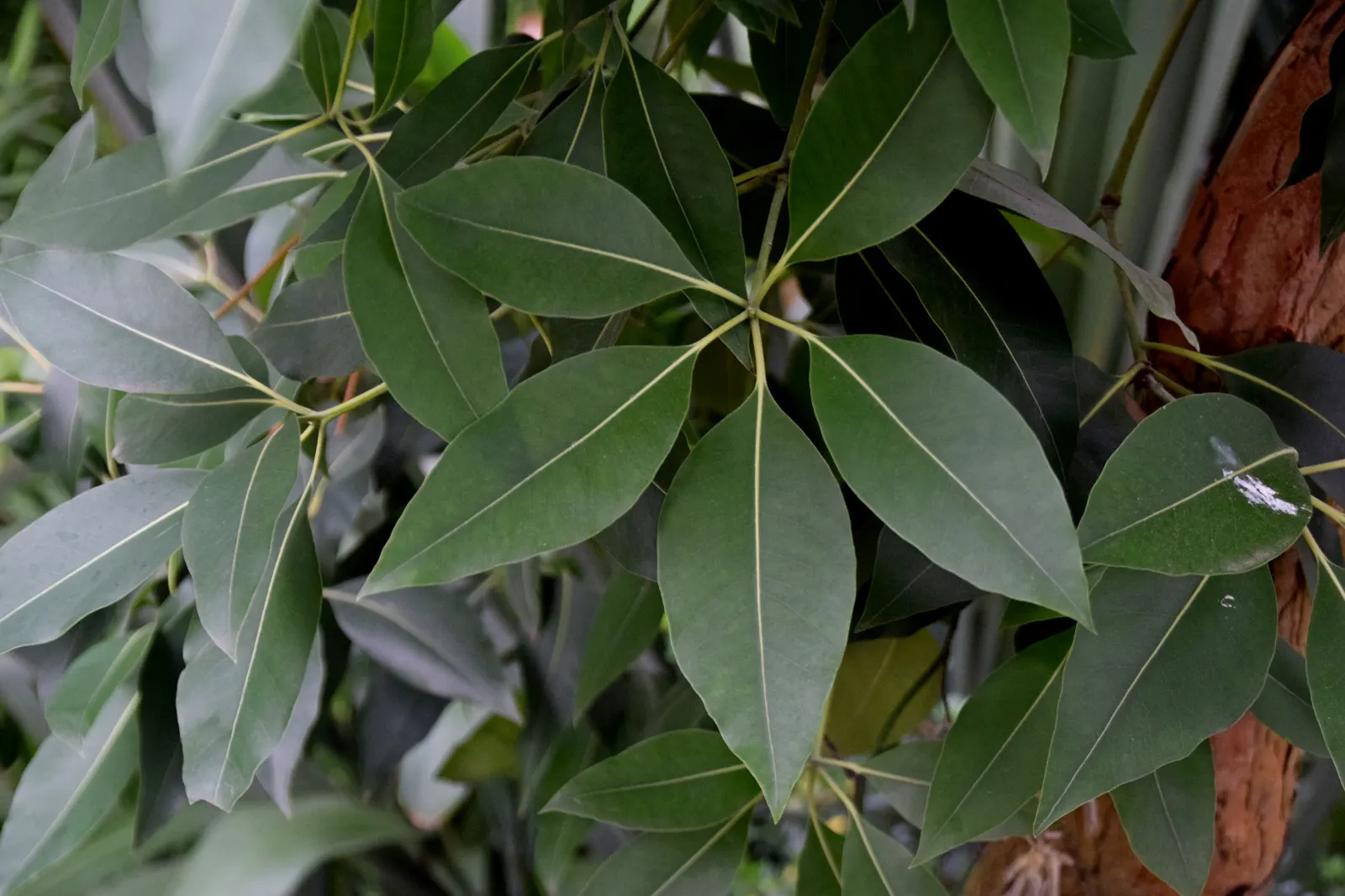 Brisbane Box (Lophostemon Confertus) — enhancing the sensory experience of any garden