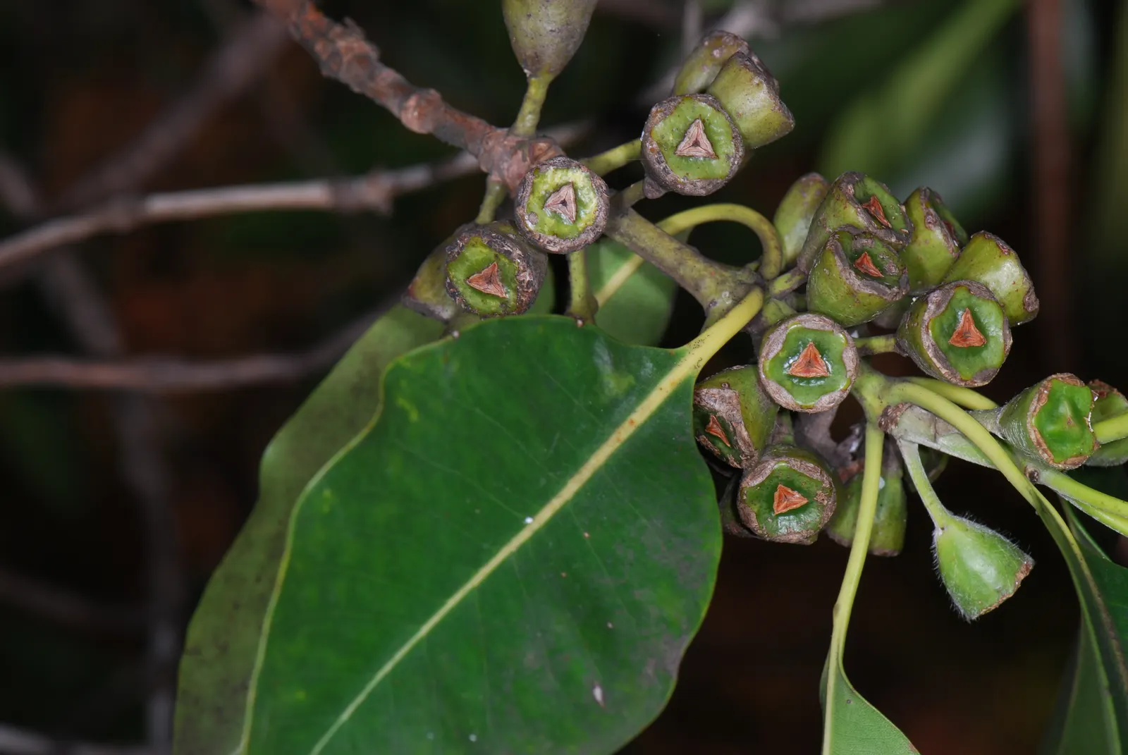 Brisbane Box (Lophostemon Confertus) — commonly referred to as the Brisbane Box; enhancing the sensory experience of any garden