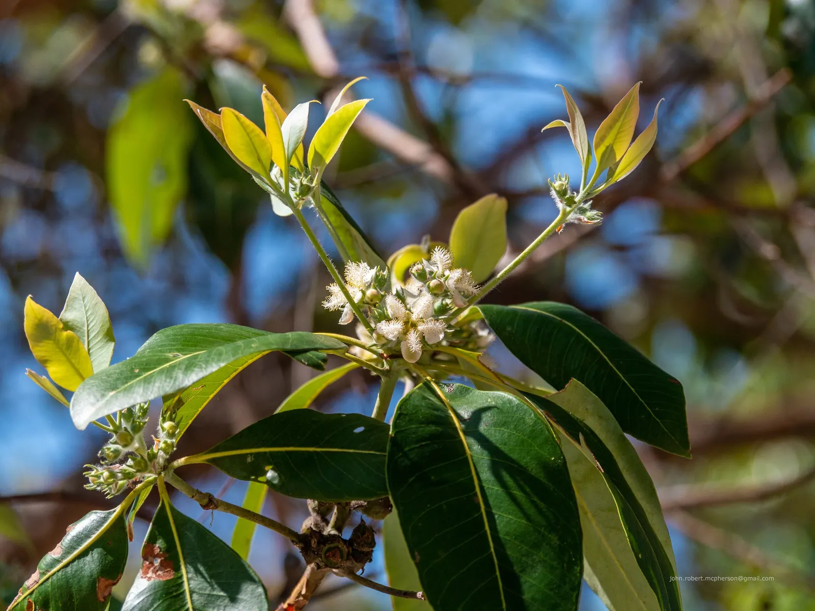 Brisbane Box (Lophostemon Confertus) — Hardy and drought-resistant, it's ideal for urban environments; this adaptability makes it a prime choice, image 62