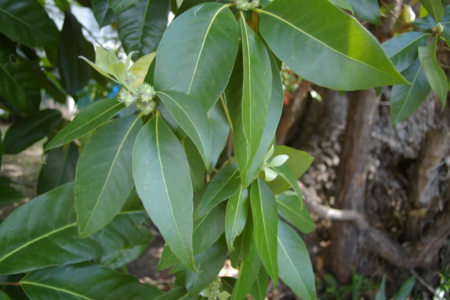 Brisbane Box (Lophostemon Confertus) — tree for full; although it can tolerate partial shade