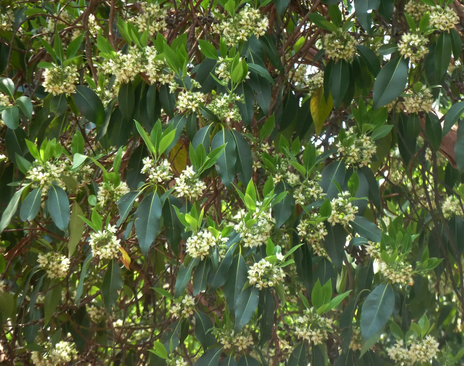 Brisbane Box (Lophostemon Confertus) — The Brisbane Box (Lophostemon confertus) is a robust evergreen tree; small white flowers bloom in summer, followed by