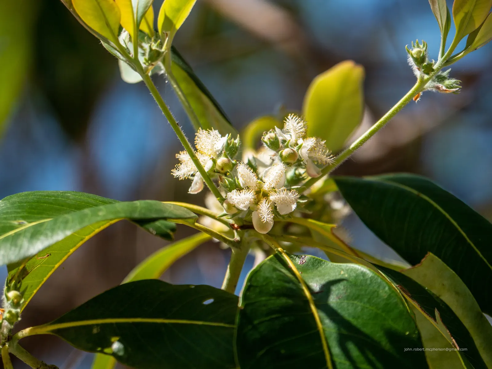 Brisbane Box (Lophostemon Confertus) — although it can tolerate partial shade; small white flowers bloom in summer, followed by non-messy, image 81