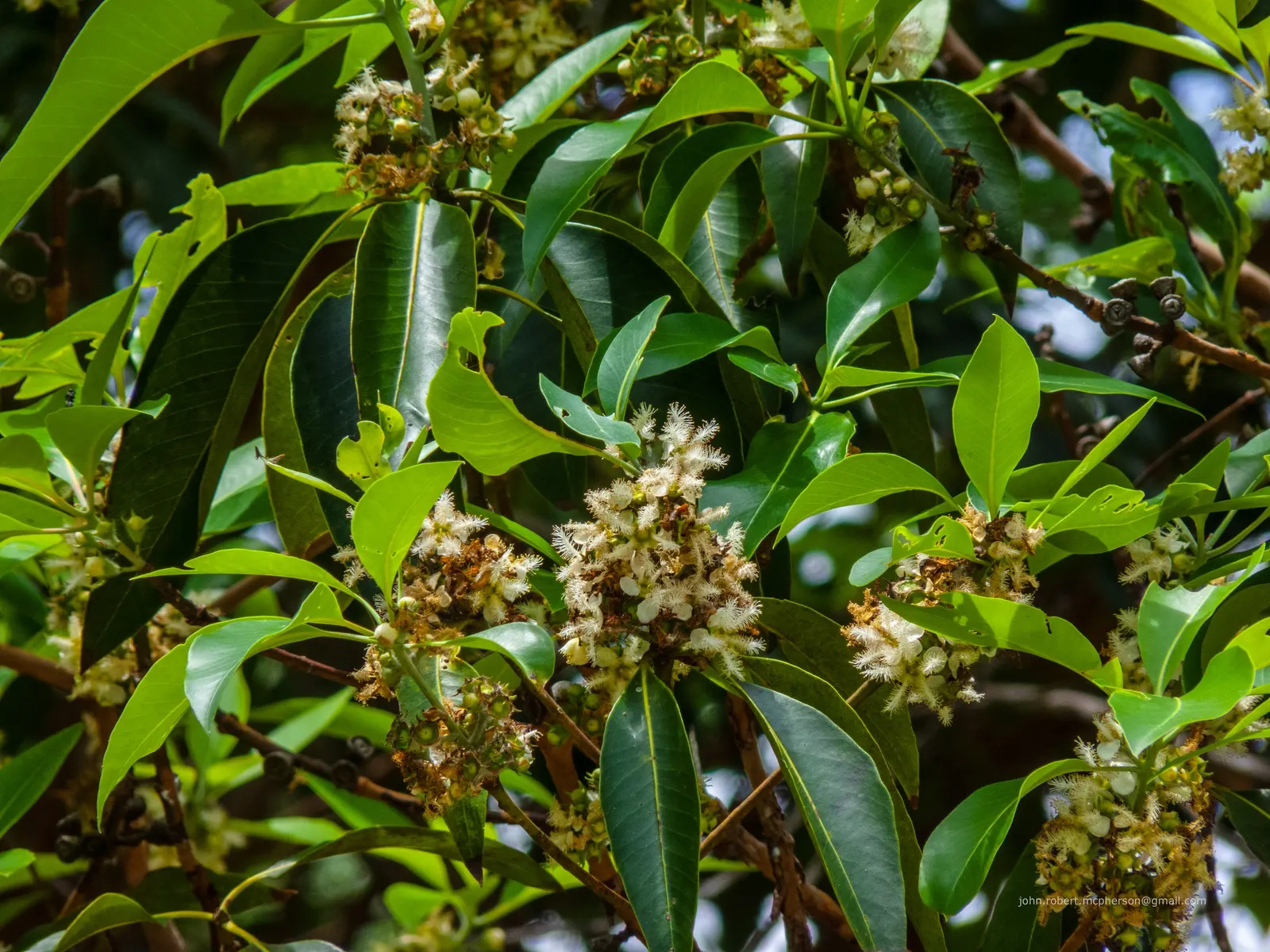 Brisbane Box (Lophostemon Confertus) — reaching 30-50 feet tall with a canopy spread of 25-35 feet; this adaptability makes it a prime choice for, image 58