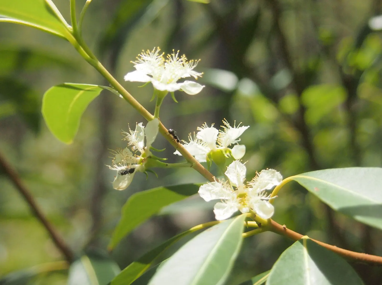Brisbane Box (Lophostemon Confertus) — provide this noble tree with full sun exposure