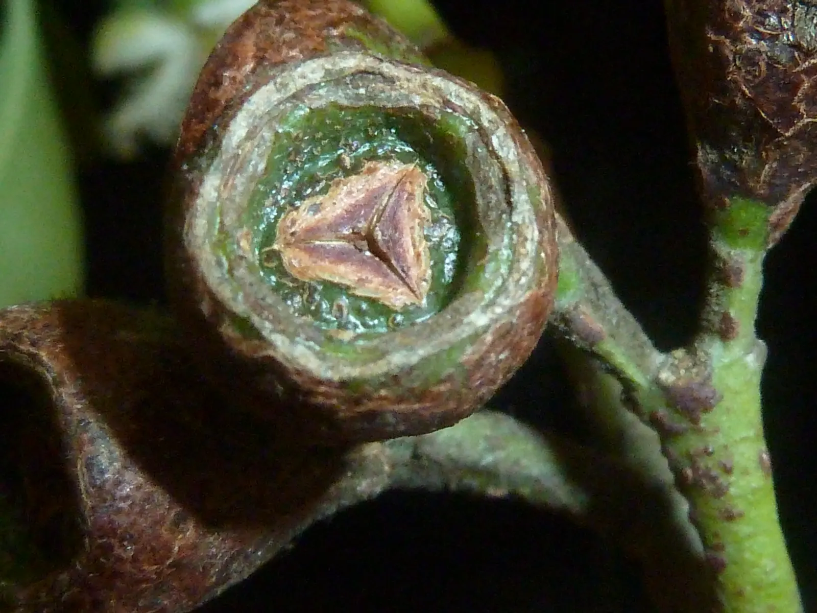 Brisbane Box (Lophostemon Confertus) — It thrives in USDA Hardiness Zones 9-11 and favors well-draining soil; although it can tolerate partial shade, image 72