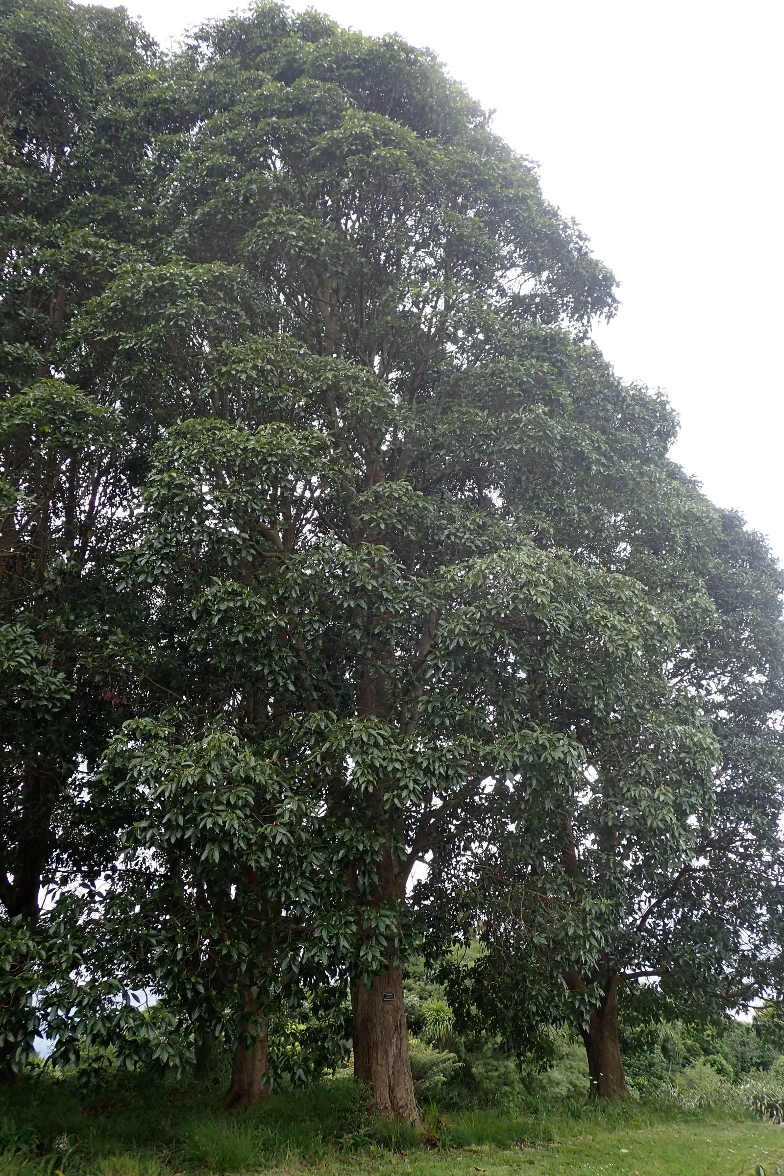 Brisbane Box (Lophostemon Confertus) — which poses minimal threat to sidewalks and foundations