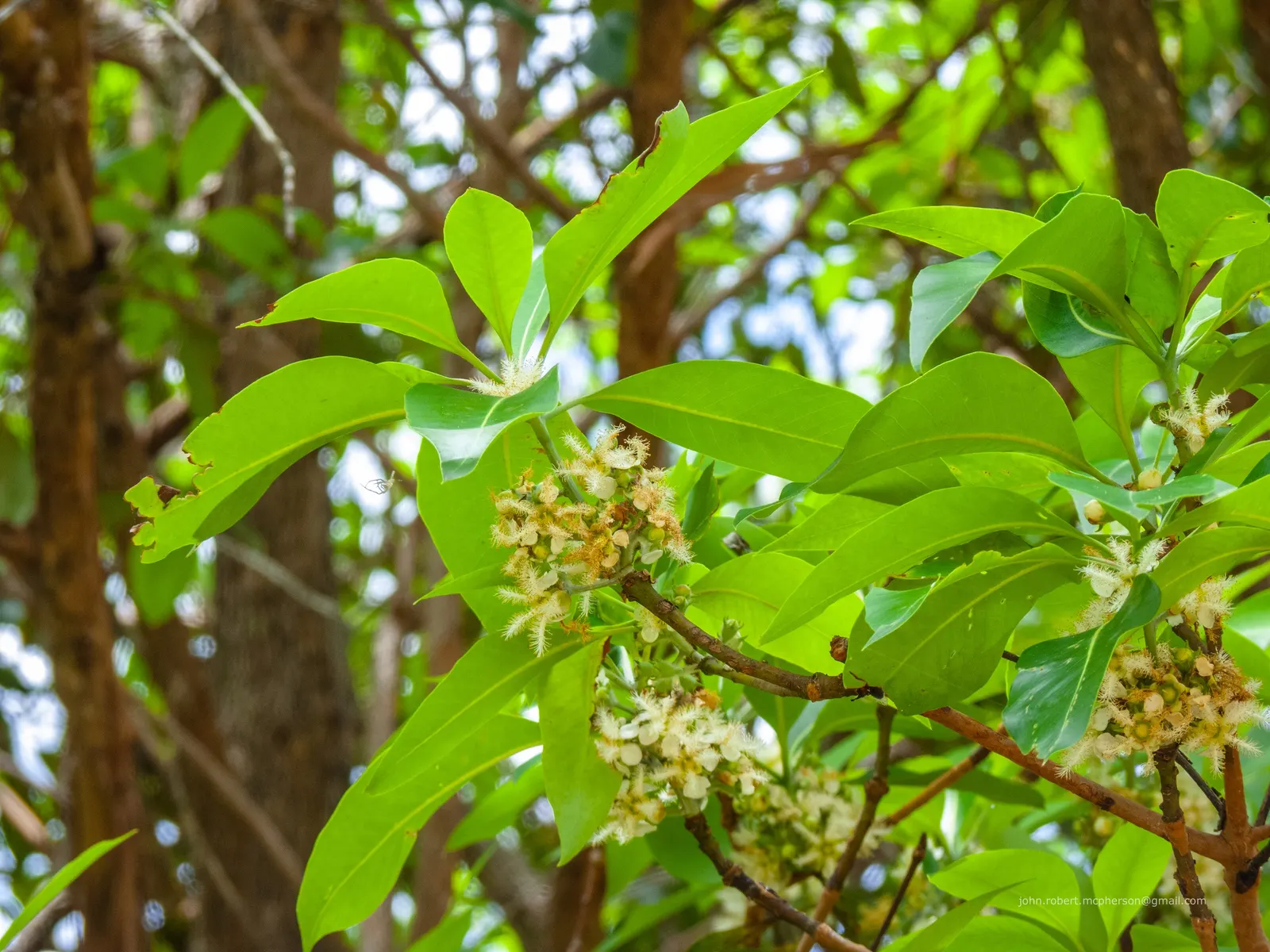 Brisbane Box (Lophostemon Confertus) — woody capsules that persist into winter.<br><br>When designing a landscape; although it can tolerate partial, image 76