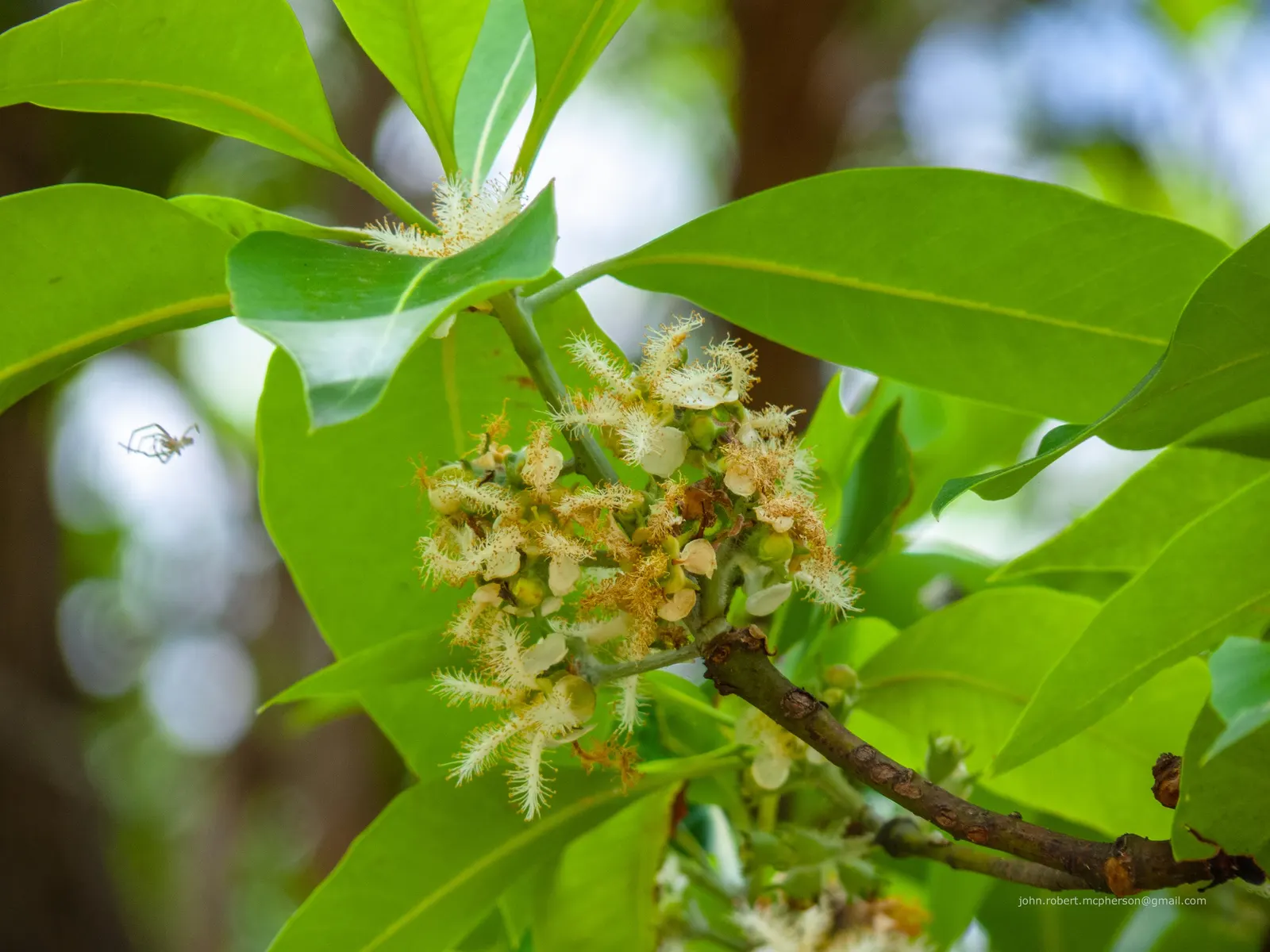 Brisbane Box (Lophostemon Confertus) — Small white flowers bloom in summer, followed by non-messy, decorative capsules; although it can tolerate, image 60