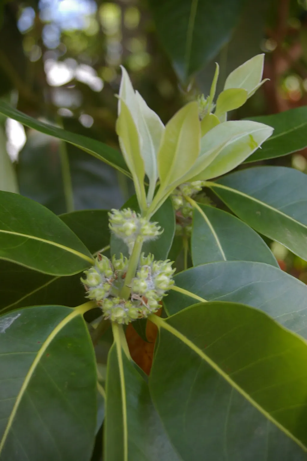 Brisbane Box (Lophostemon Confertus) — The Brisbane Box (Lophostemon confertus) is a robust evergreen tree; small white flowers bloom in summer, image 57