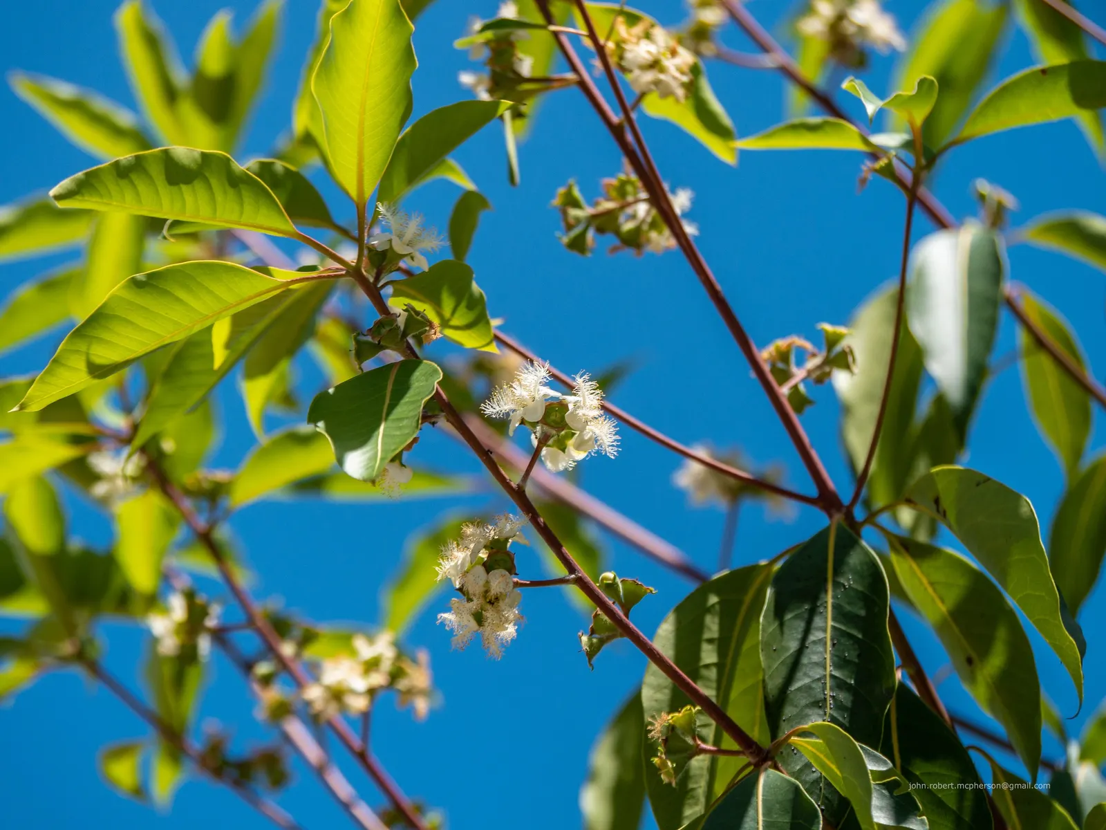 Brisbane Box (Lophostemon Confertus) — This Australian native features a rounded structure and dense foliage comprising glossy, leathery leaves, image 59