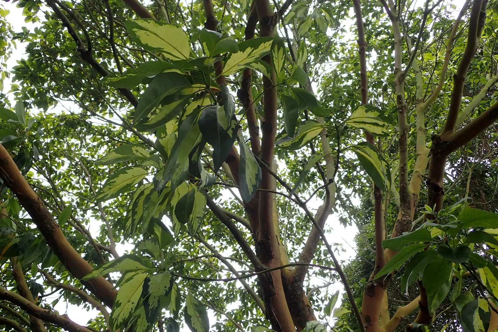 Brisbane Box (Lophostemon Confertus) — tree with white blooms