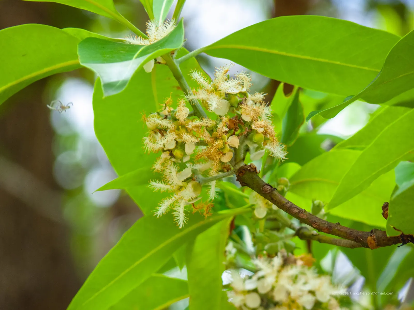 Brisbane Box (Lophostemon Confertus) — white flowers in the garden; this adaptability makes it a prime choice for avenues