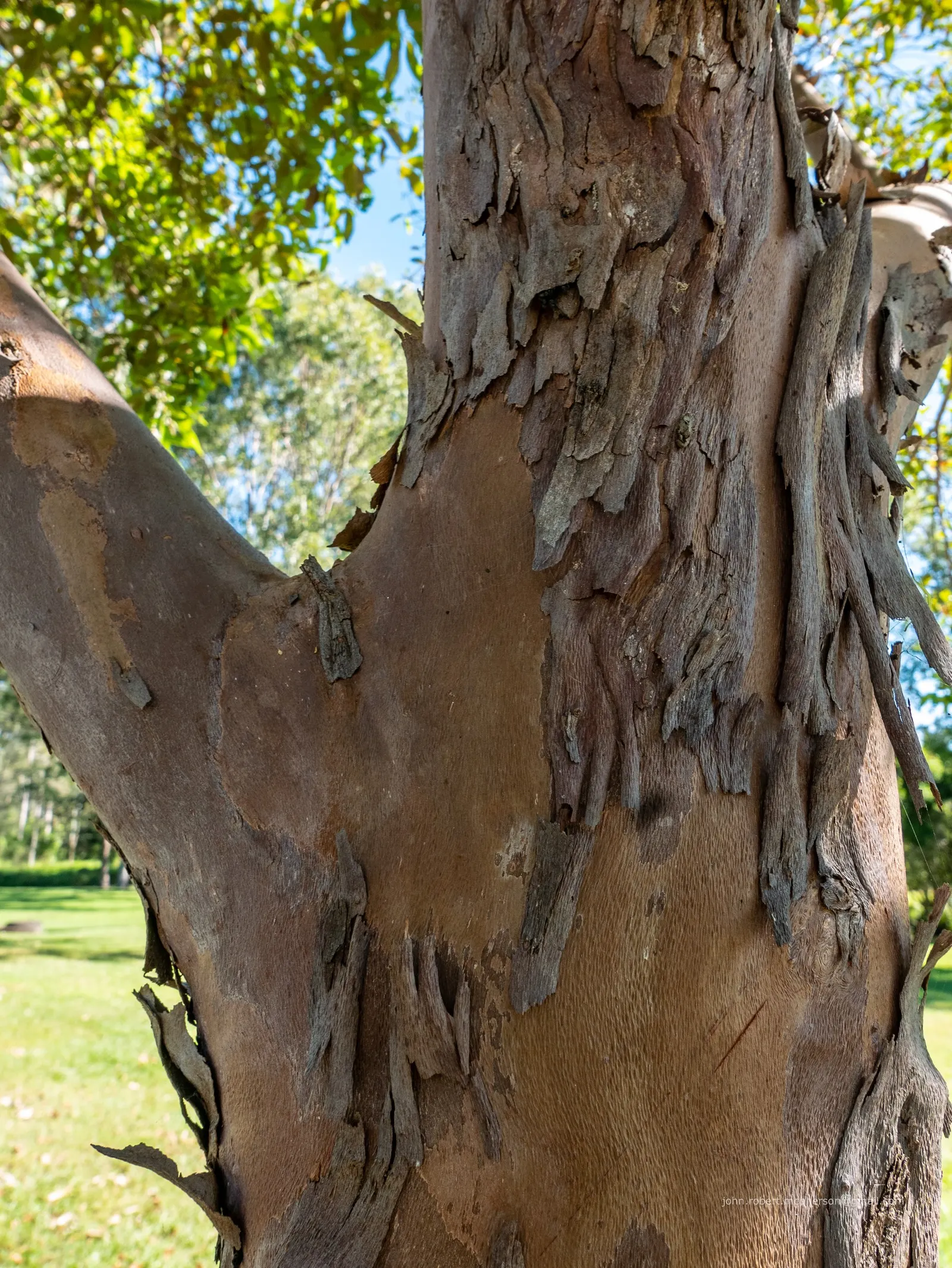 Brisbane Box (Lophostemon Confertus) — is an evergreen tree native to Australia that is highly regarded for its robust nature and ornamental, image 64
