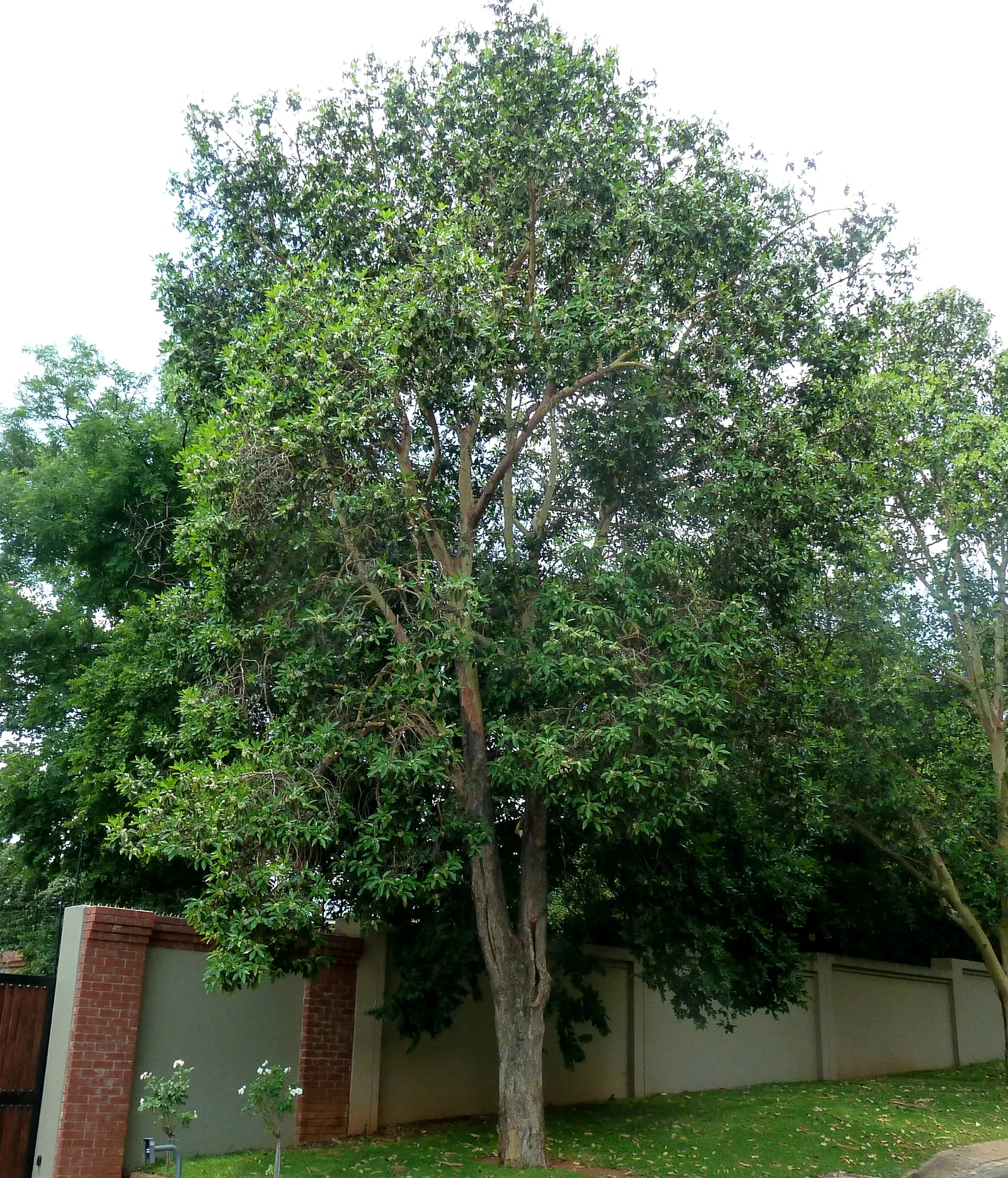 Brisbane Box (Lophostemon Confertus) — providing ample shade with a canopy full of dense