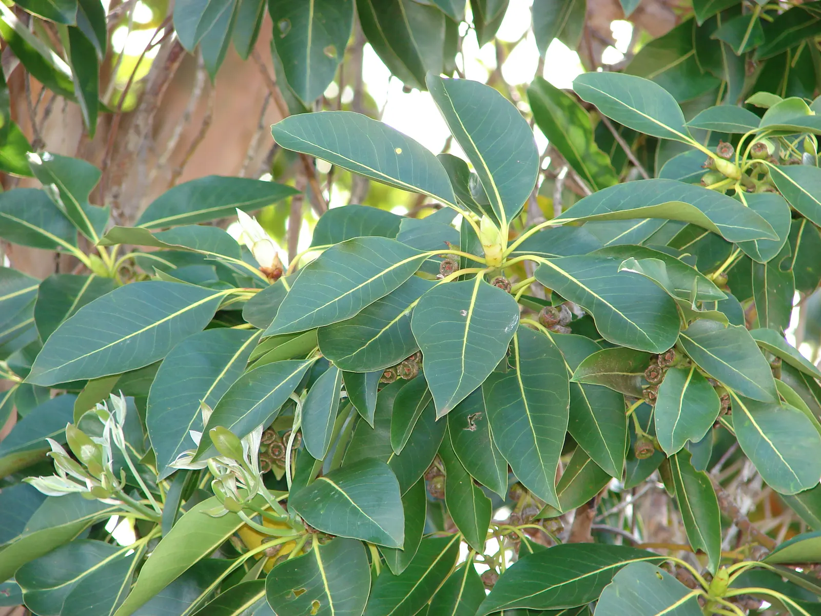 Brisbane Box (Lophostemon Confertus) — as well as its ability to withstand drought conditions once established