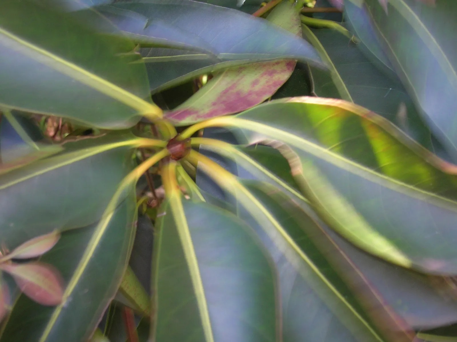 Brisbane Box (Lophostemon Confertus) — enhancing the sensory experience of any garden; this adaptability makes it a prime choice for avenues