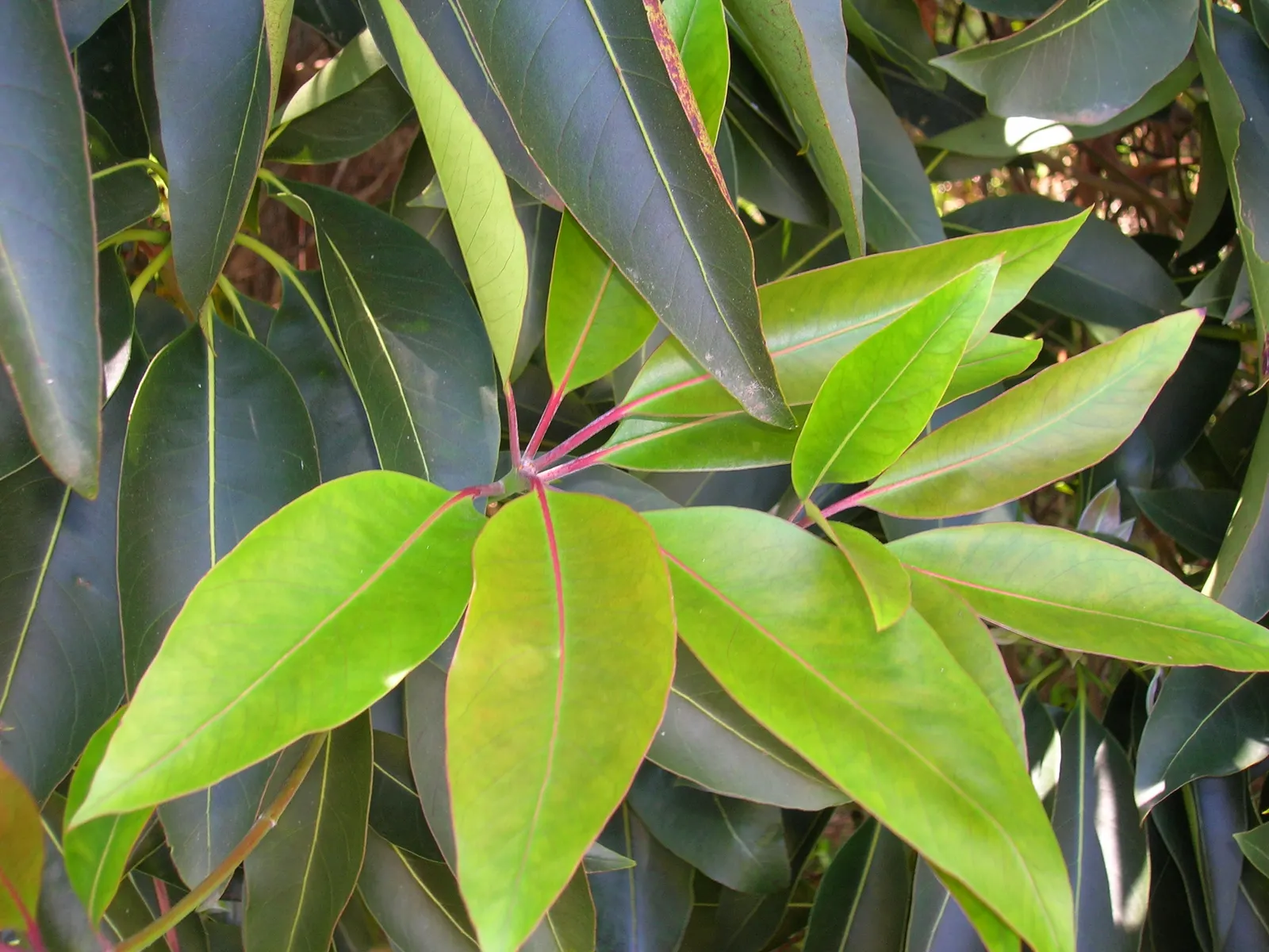 Brisbane Box (Lophostemon Confertus) — making it a low-maintenance option for the busy homeowner; enhancing the sensory experience of any garden
