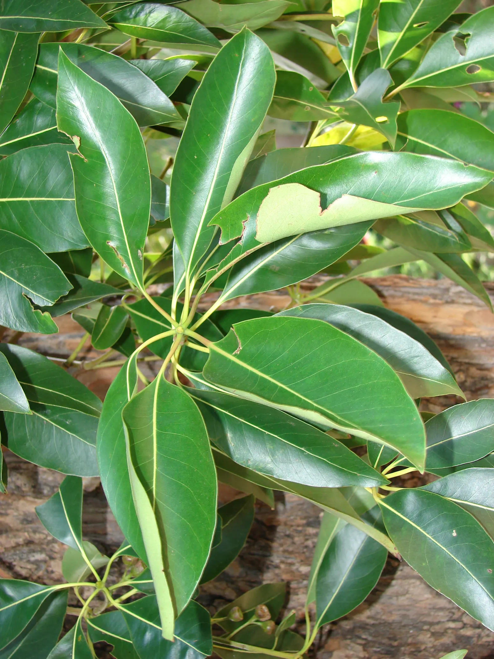 Brisbane Box (Lophostemon Confertus) — is an evergreen tree native to Australia that is highly regarded for its robust nature and ornamental appeal