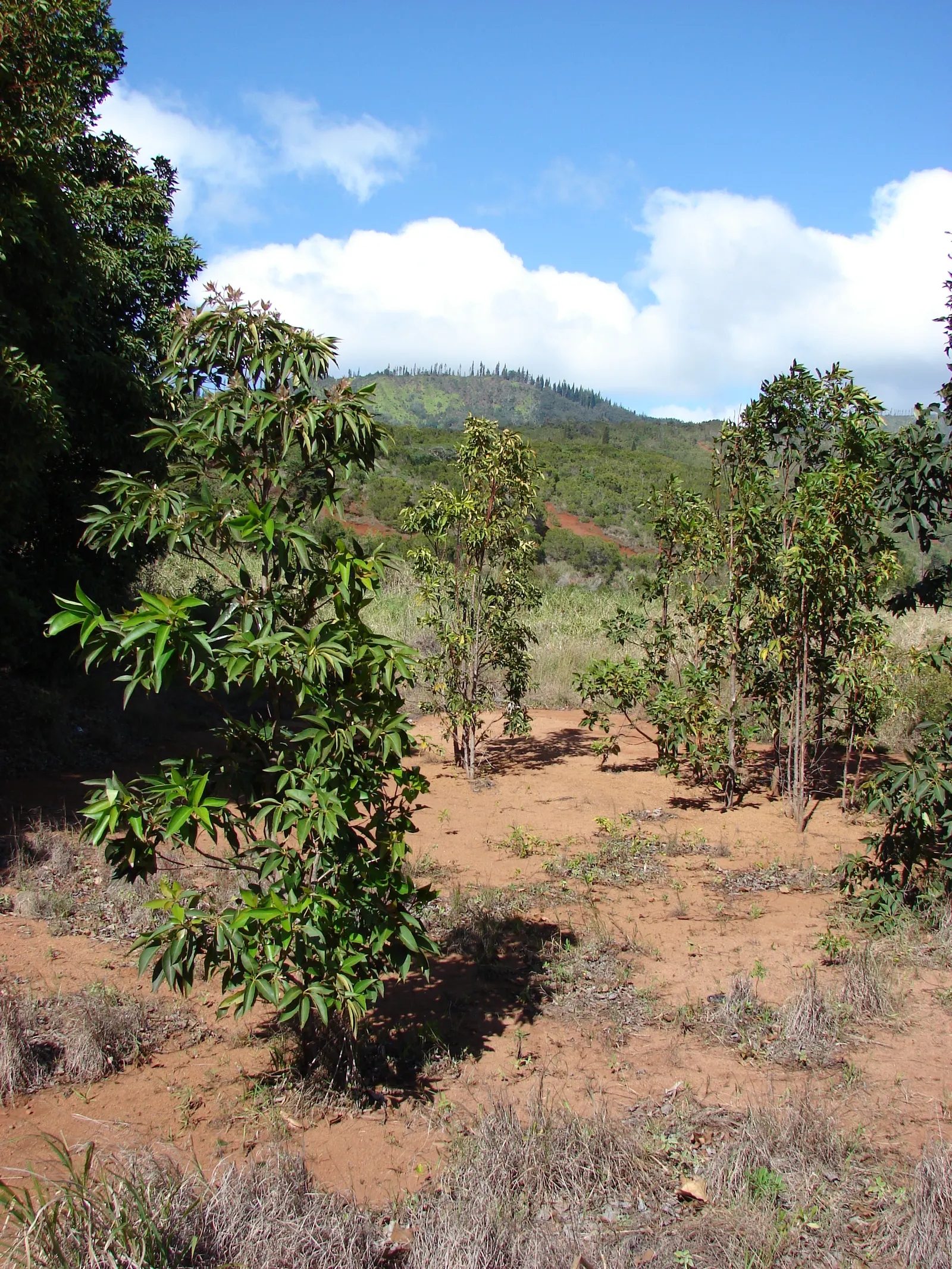 Brisbane Box (Lophostemon Confertus) — woody capsules that persist into winter.<br><br>When designing a landscape