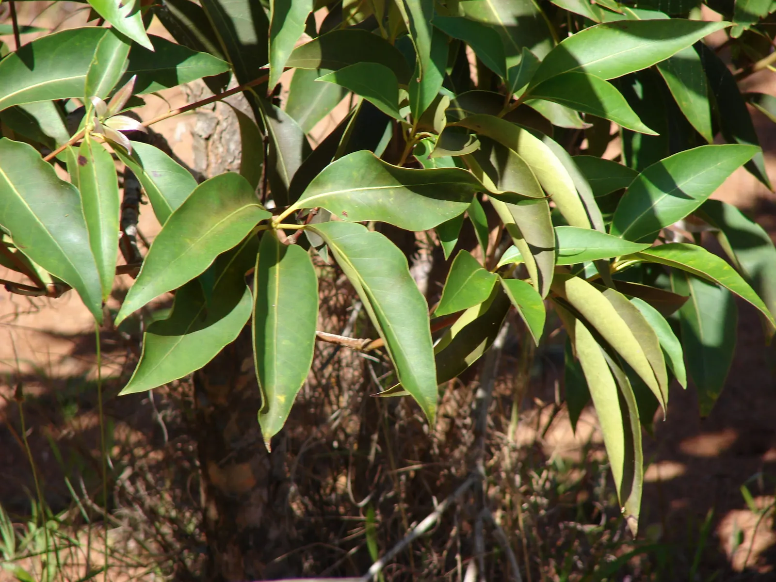 Brisbane Box (Lophostemon Confertus) — making it a low-maintenance option for the busy homeowner