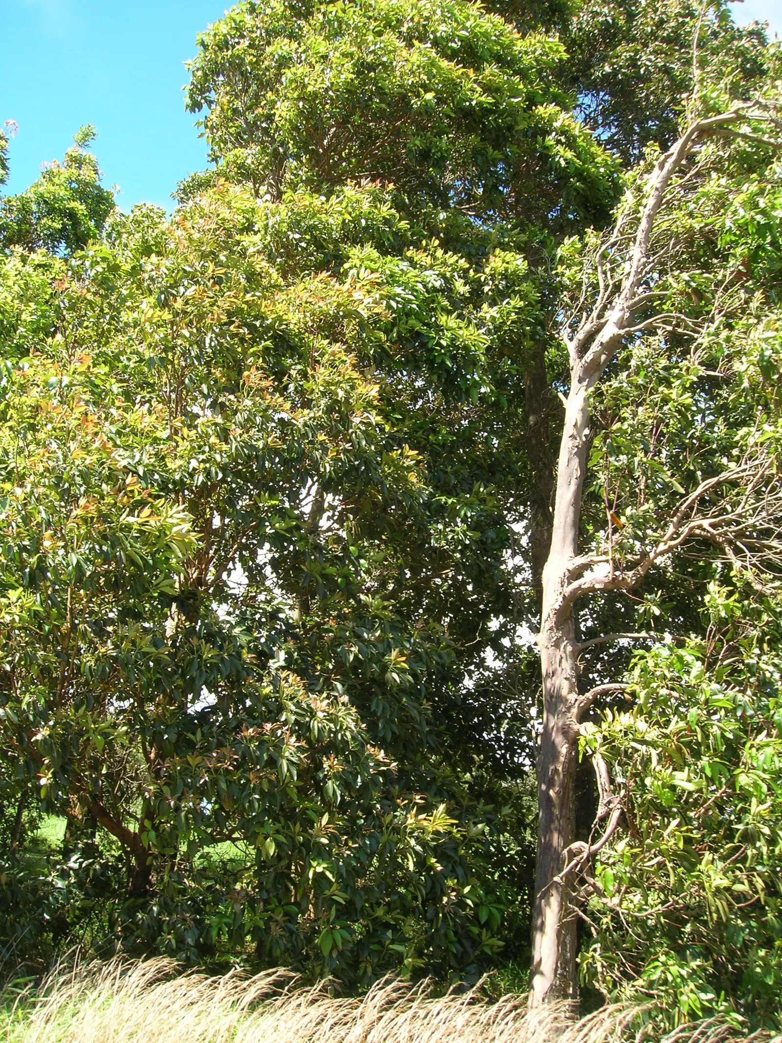 Brisbane Box (Lophostemon Confertus) — commonly referred to as the Brisbane Box