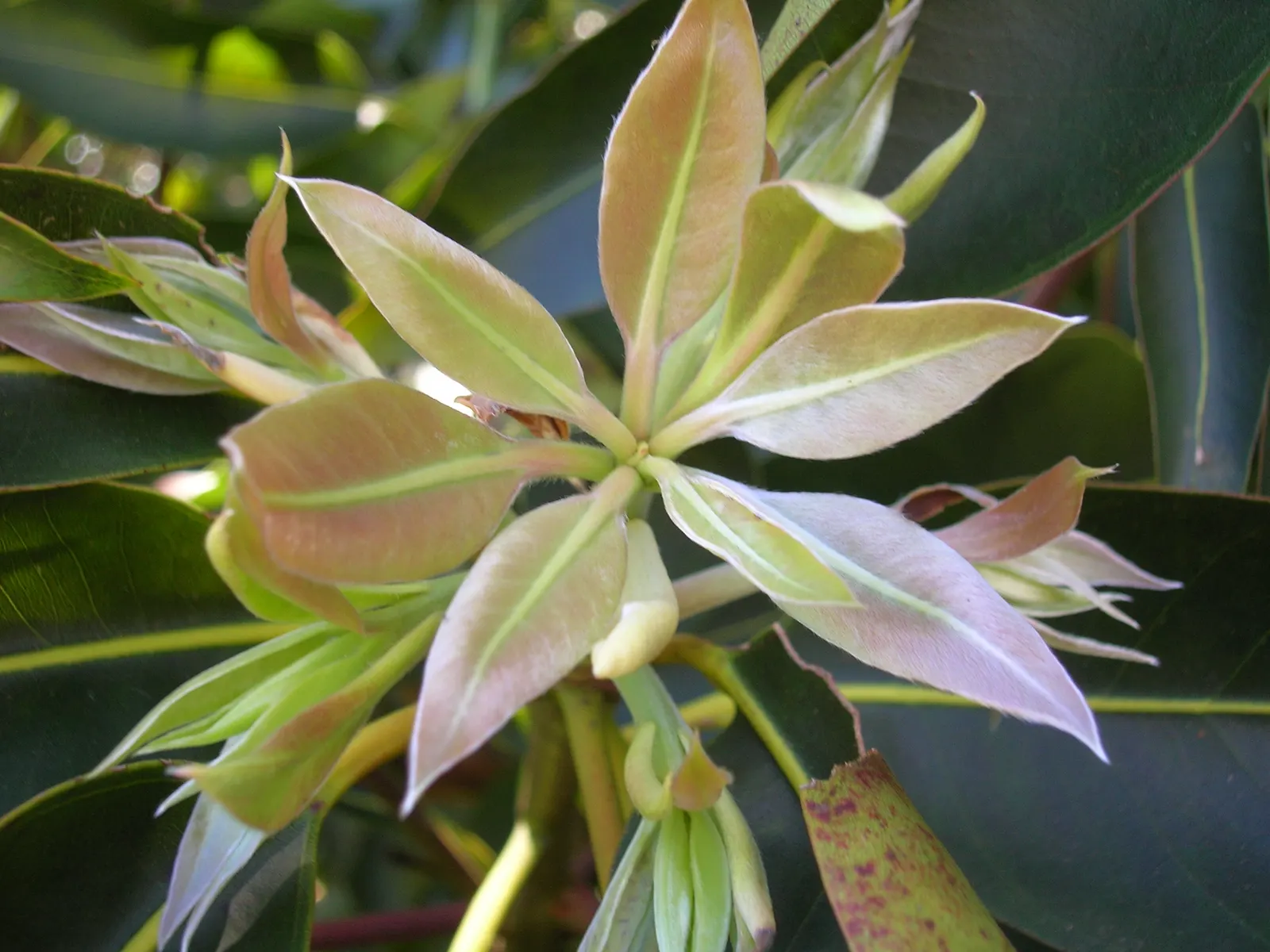 Brisbane Box (Lophostemon Confertus) — reaching a mature height of approximately 30 to 50 feet with a spread of 20 to 30 feet