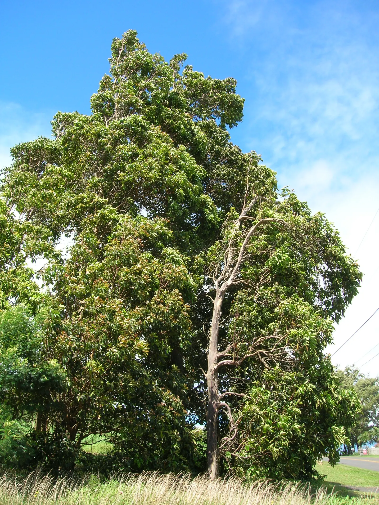 Brisbane Box (Lophostemon Confertus) — woody capsules that persist into winter.<br><br>When designing a landscape; although it can tolerate partial shade