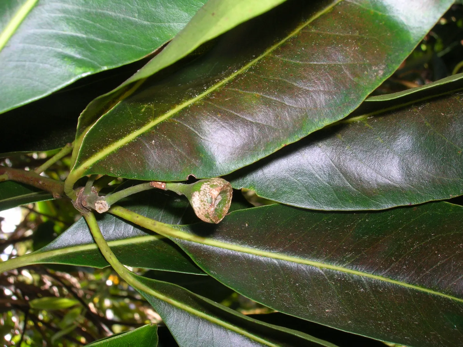 Brisbane Box (Lophostemon Confertus) — glossy green leaves.<br><br>An added benefit of the Brisbane Box is its resistance to pests and diseases