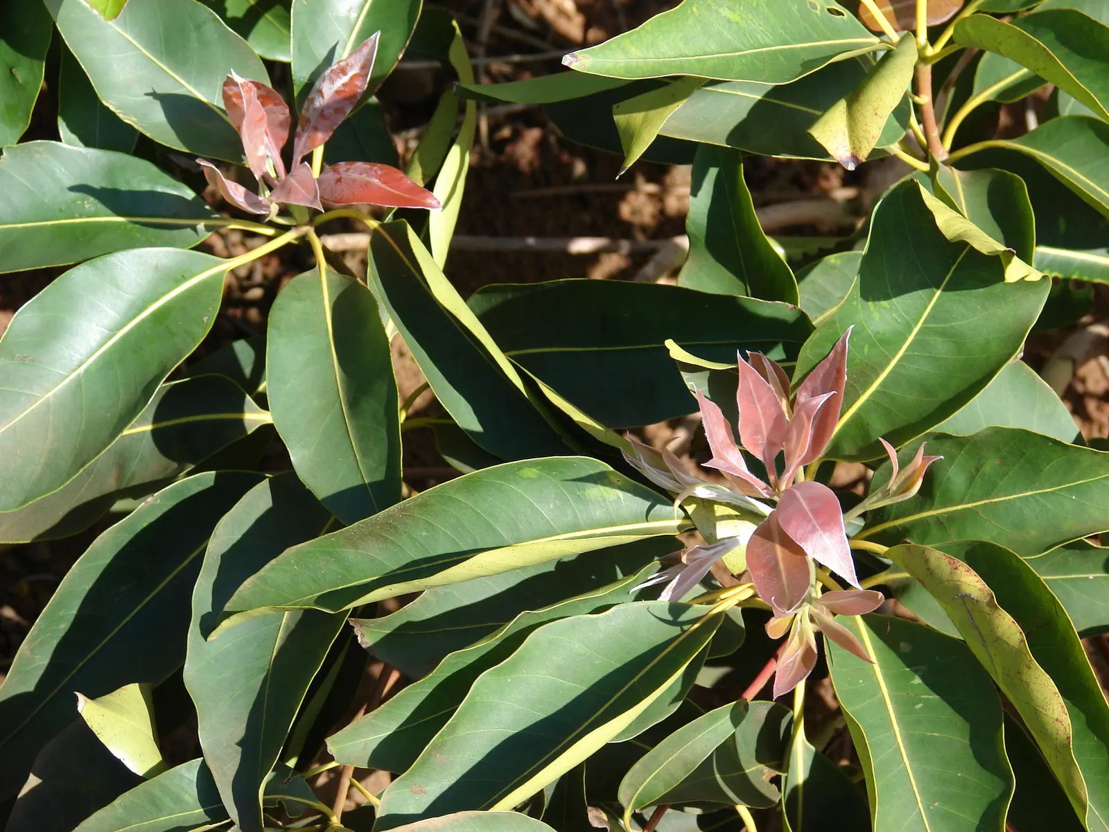 Brisbane Box (Lophostemon Confertus) — This adaptability makes it a prime choice for avenues