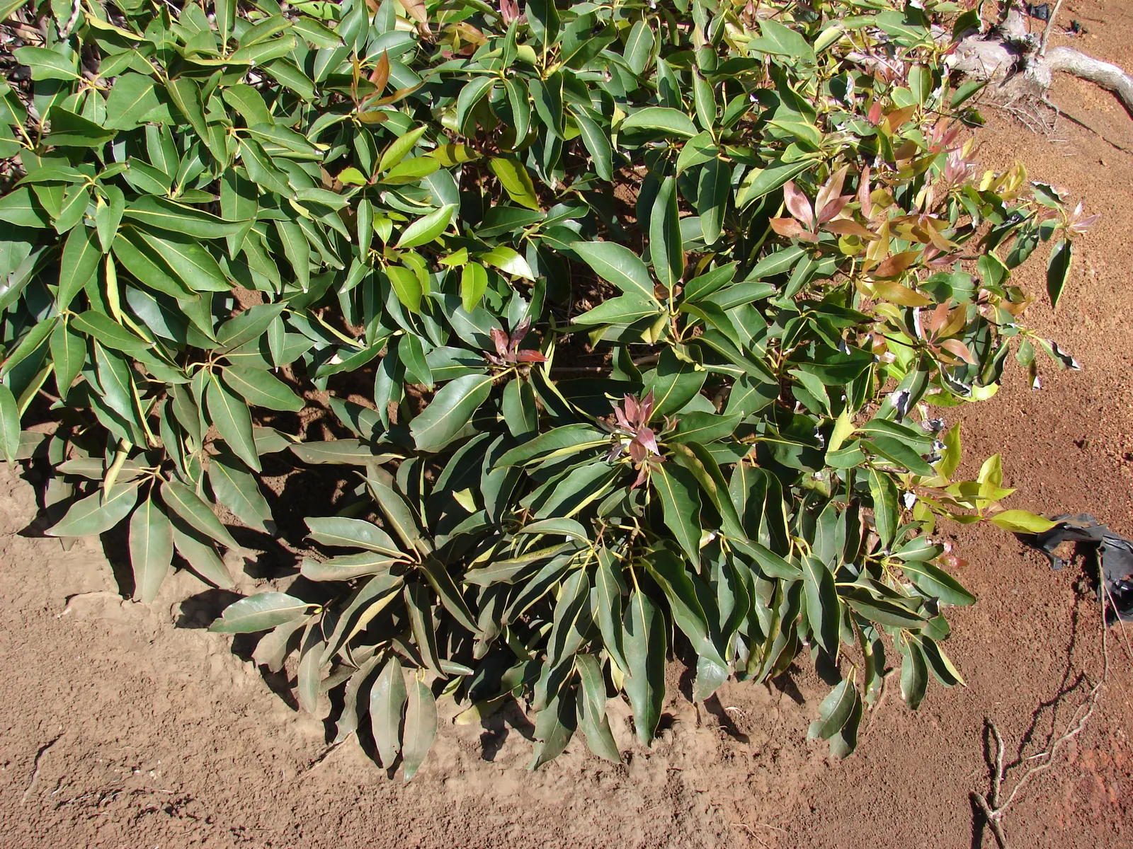 Brisbane Box (Lophostemon Confertus) — To optimize its growth and form; enhancing the sensory experience of any garden