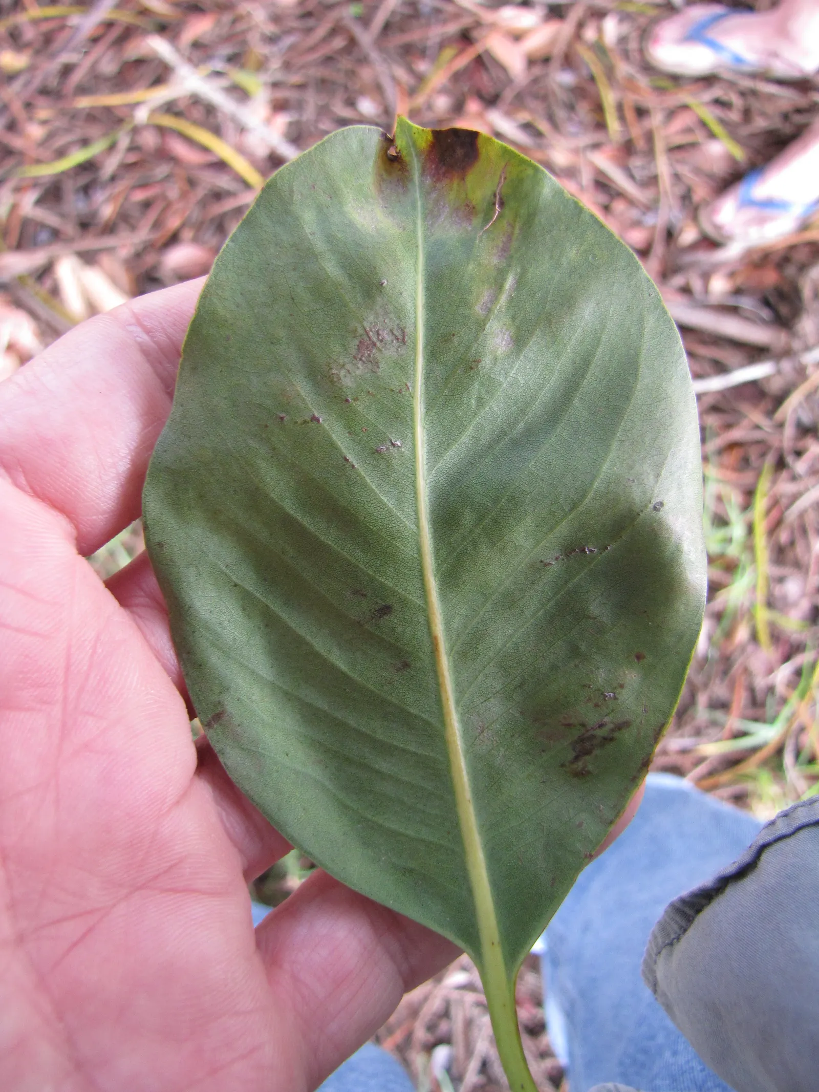 Brisbane Box (Lophostemon Confertus) — as well as its ability to withstand drought conditions once established; this adaptability makes it a prime choice for