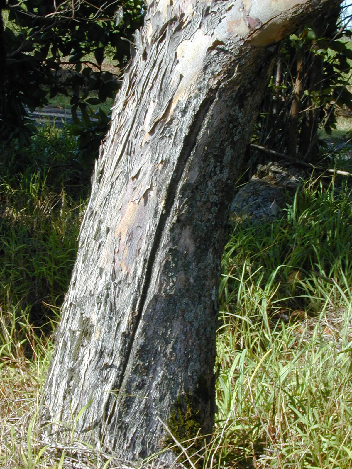 Brisbane Box (Lophostemon Confertus) — consider the Brisbane Box for its exceptional tolerance to urban pollution and its compact root system; small white