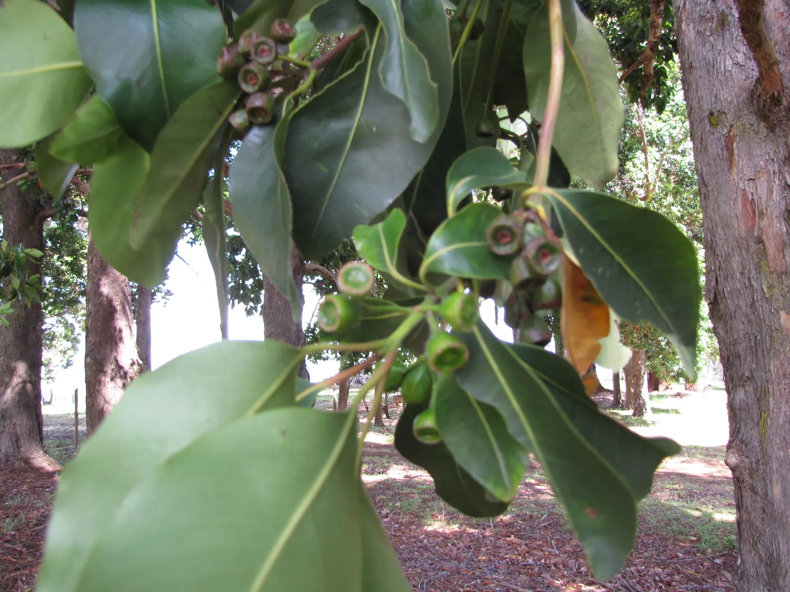 Brisbane Box (Lophostemon Confertus) — consider the Brisbane Box for its exceptional tolerance to urban pollution and its compact root system