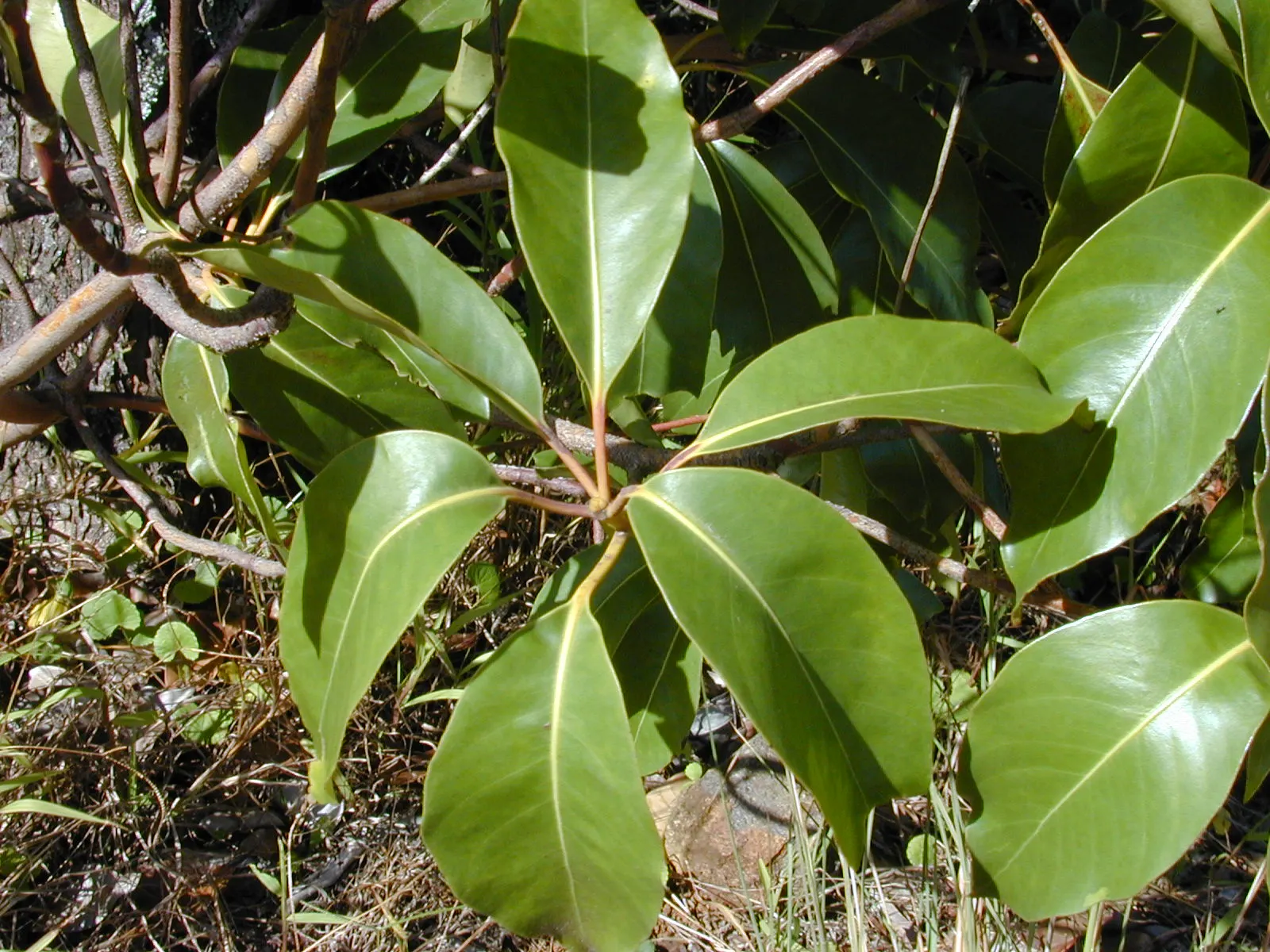 Brisbane Box (Lophostemon Confertus) — It features a columnar to pyramidal shape