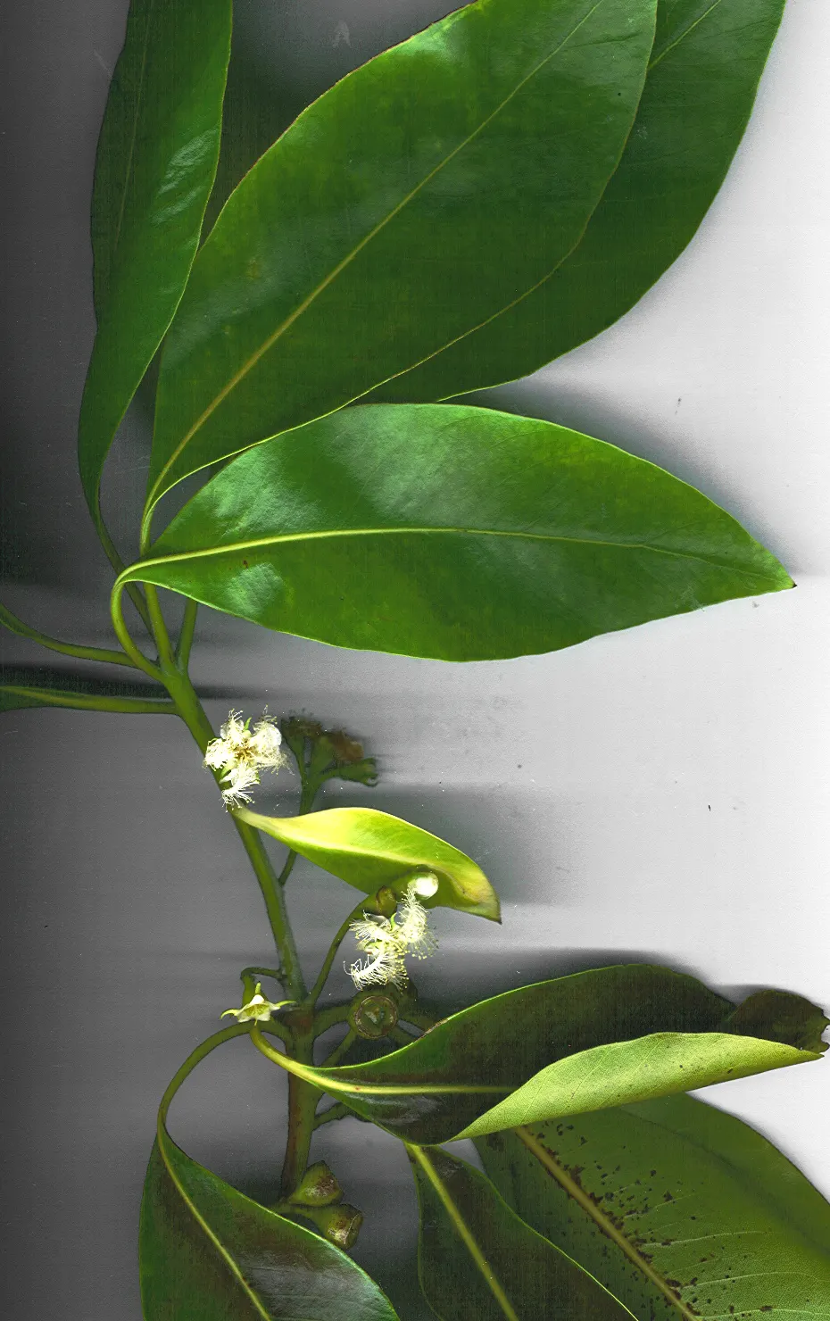 Brisbane Box (Lophostemon Confertus) — tree for full