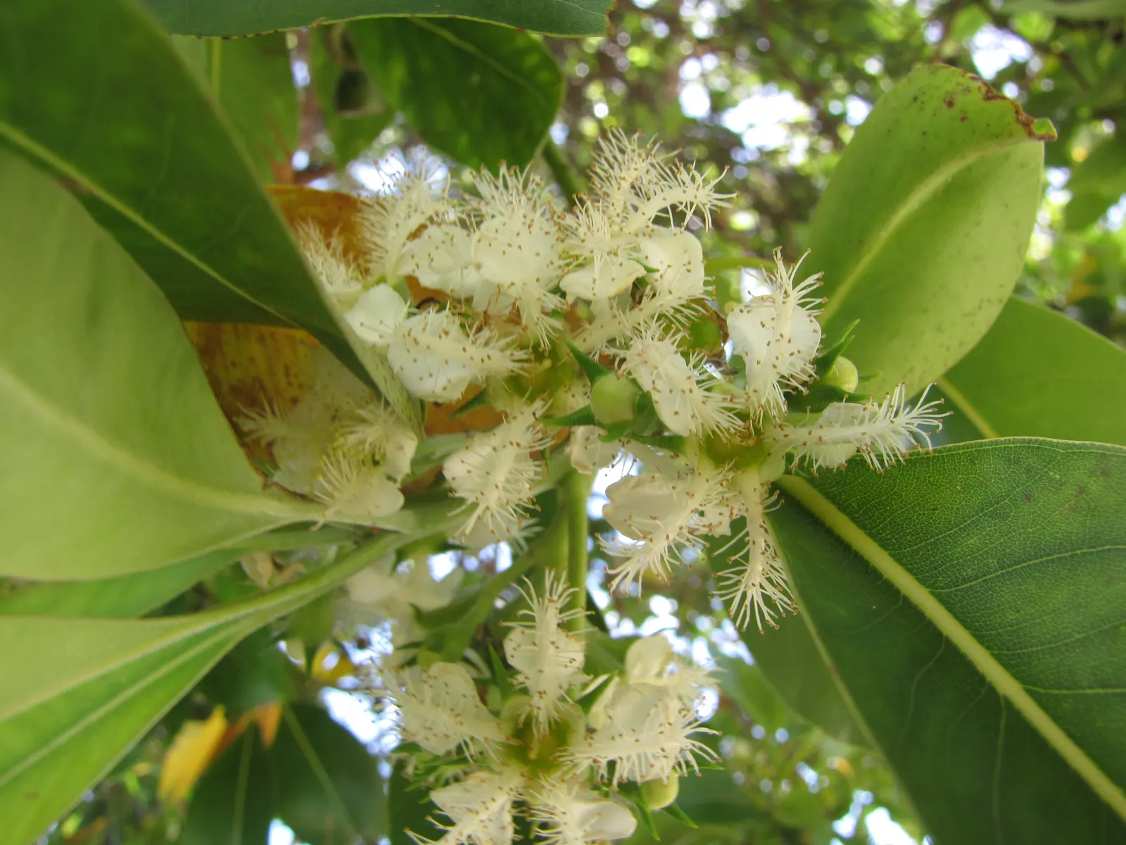 Brisbane Box (Lophostemon Confertus) — provide this noble tree with full sun exposure; although it can tolerate partial shade