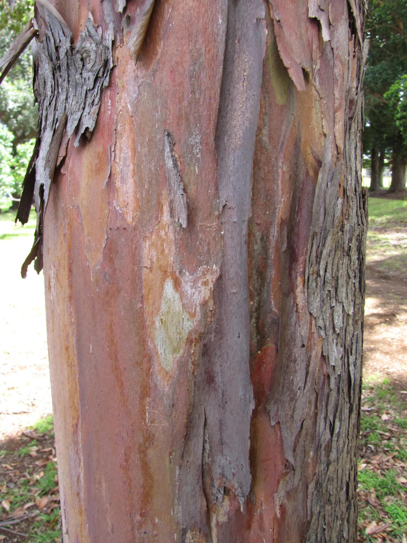 Brisbane Box (Lophostemon Confertus) — This Australian native features a rounded structure and dense foliage comprising glossy, leathery leaves; enhancing the