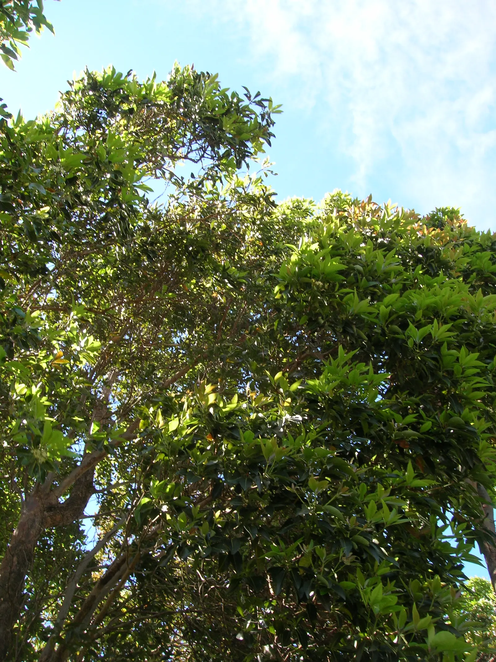 Brisbane Box (Lophostemon Confertus) — These blossoms give way to non-edible; enhancing the sensory experience of any garden