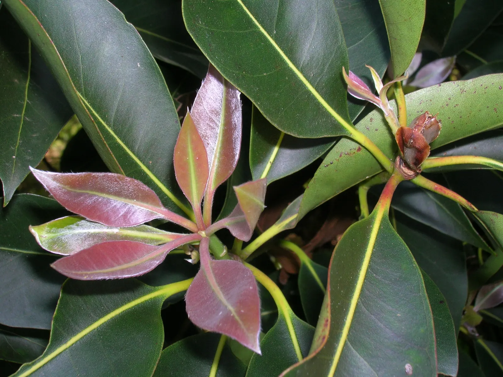 Brisbane Box (Lophostemon Confertus) — This adaptability makes it a prime choice for avenues; enhancing the sensory experience of any garden