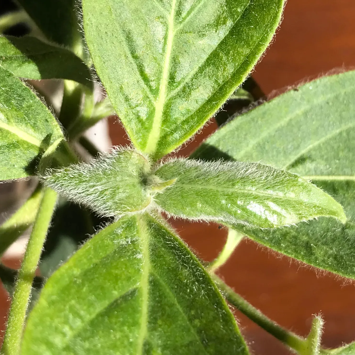 Brisbane Box (Lophostemon Confertus) — This Australian native features a rounded structure and dense foliage comprising glossy, leathery leaves