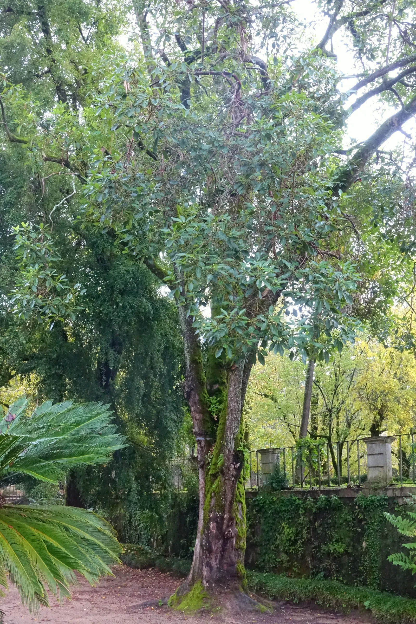 Brisbane Box (Lophostemon Confertus) — Adaptable to various soil types, it thrives in full sun and provides excellent shade