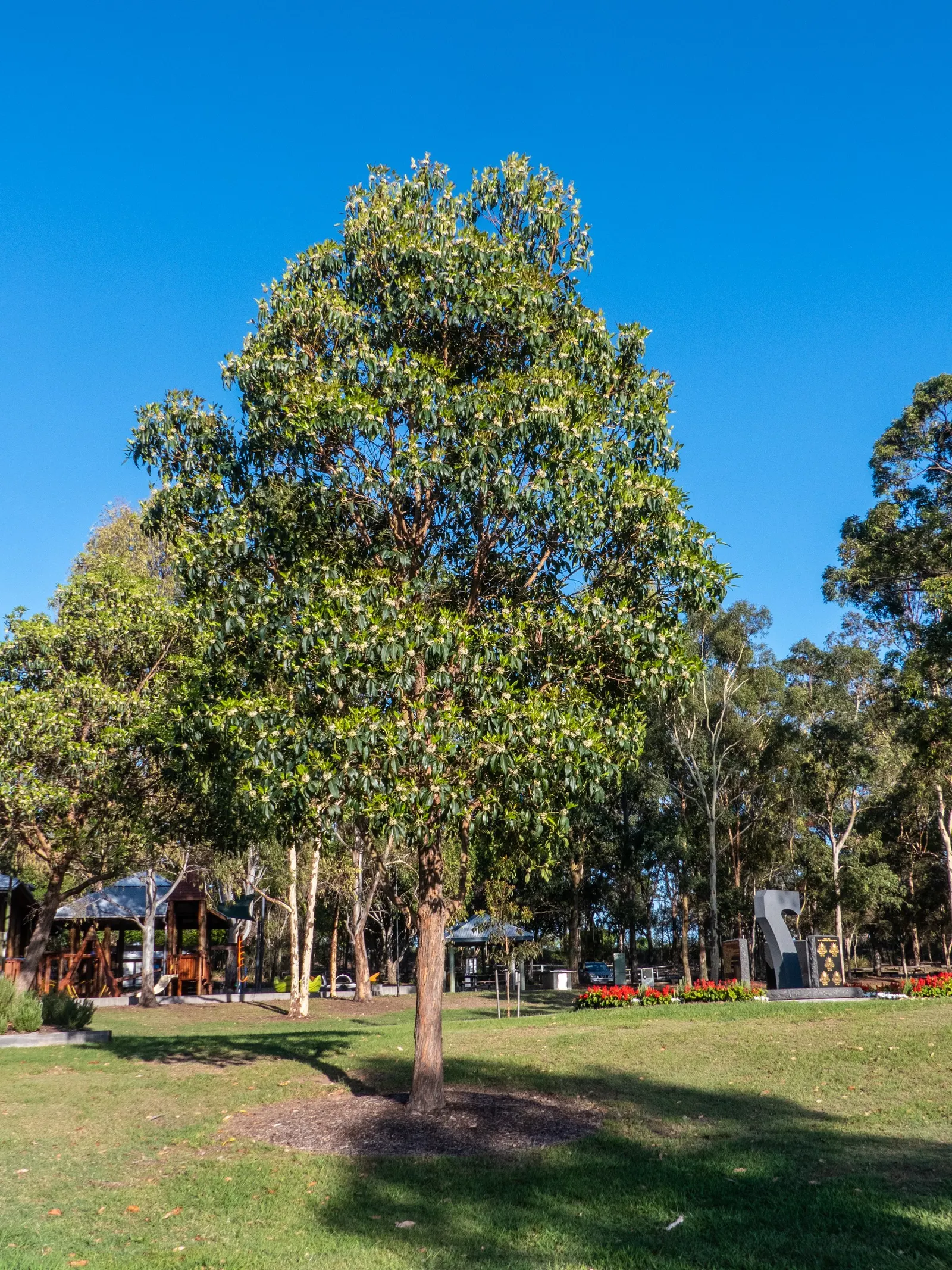 Brisbane Box (Lophostemon Confertus) — although it can tolerate partial shade; small white flowers bloom in summer, followed by non-messy, decorative capsules