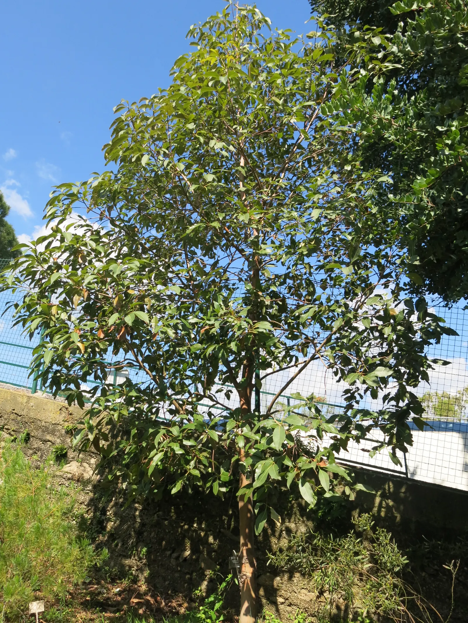 Brisbane Box (Lophostemon Confertus) — Small white flowers bloom in summer, followed by non-messy, decorative capsules